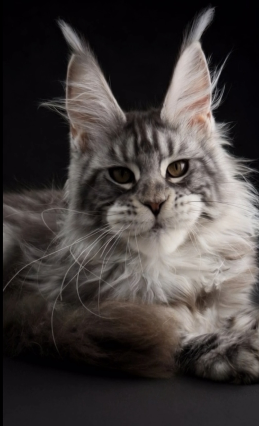 Hunley, Black Silver Tabby European Maine Coon — portrait 2