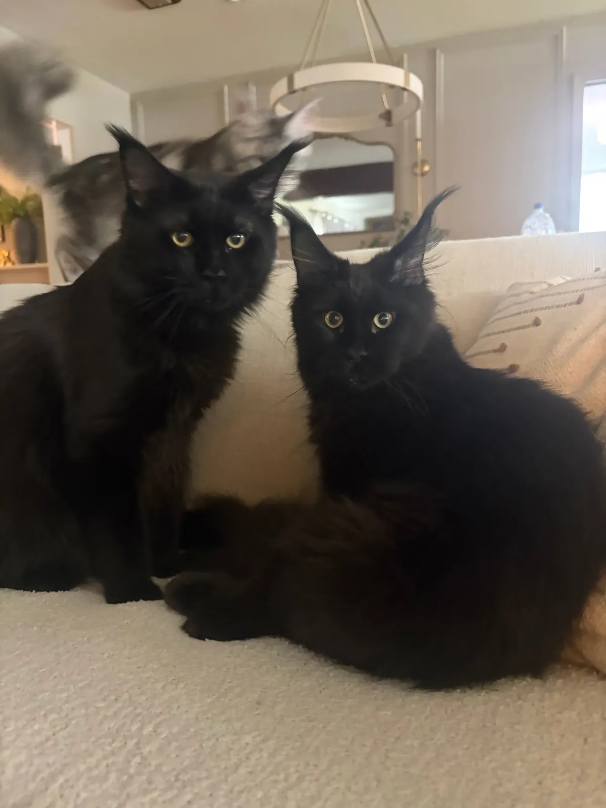 Meet our European Maine Coon kings and queens