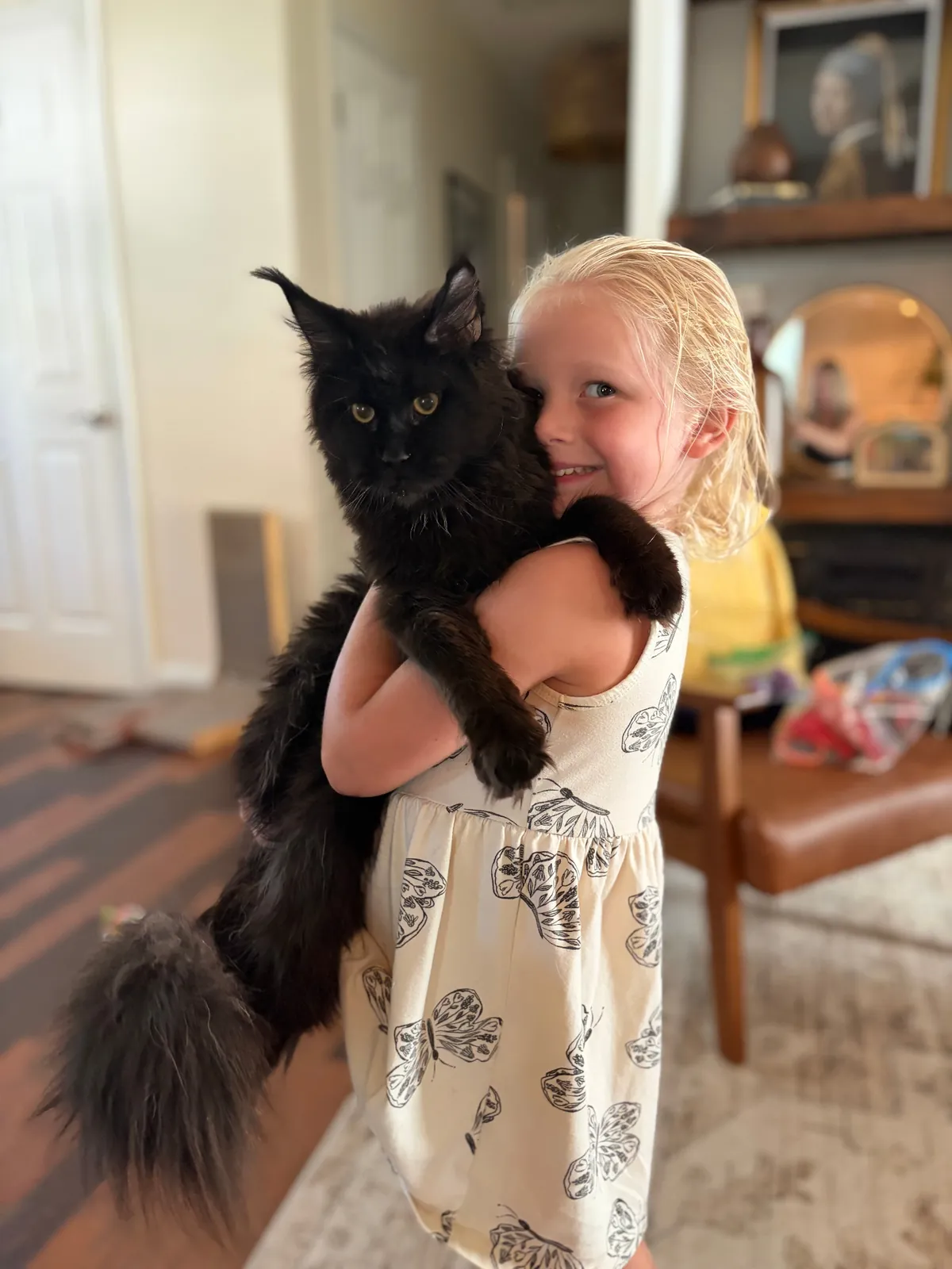 Ravenel, solid black European Maine Coon queen — frame 5