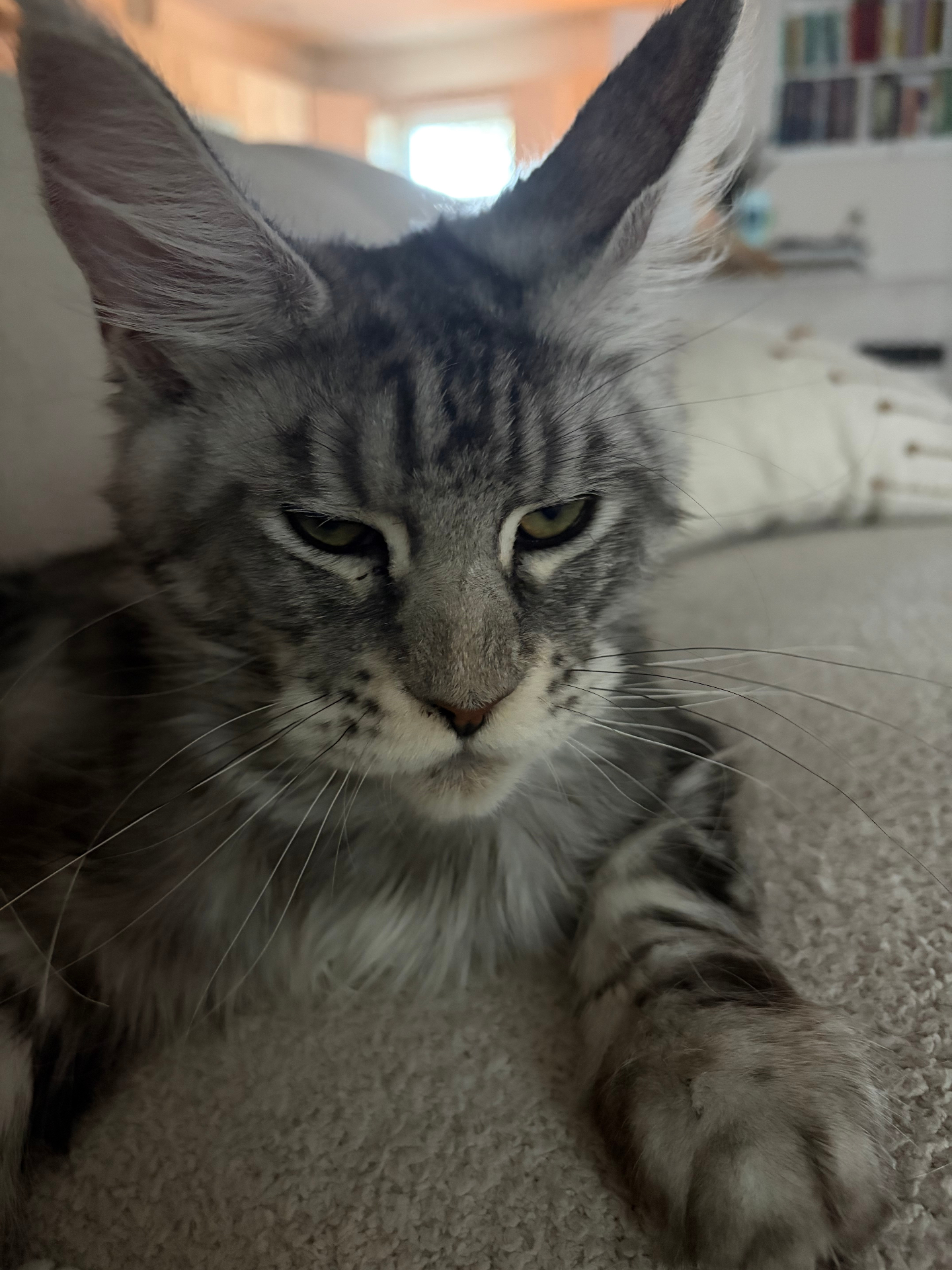 Queen Hunley, Black Silver Tabby European Maine Coon at Ironmane Coons