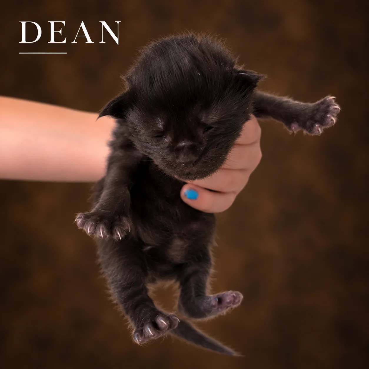 Dean, male European Maine Coon kitten from The Iconic Five litter, one week old