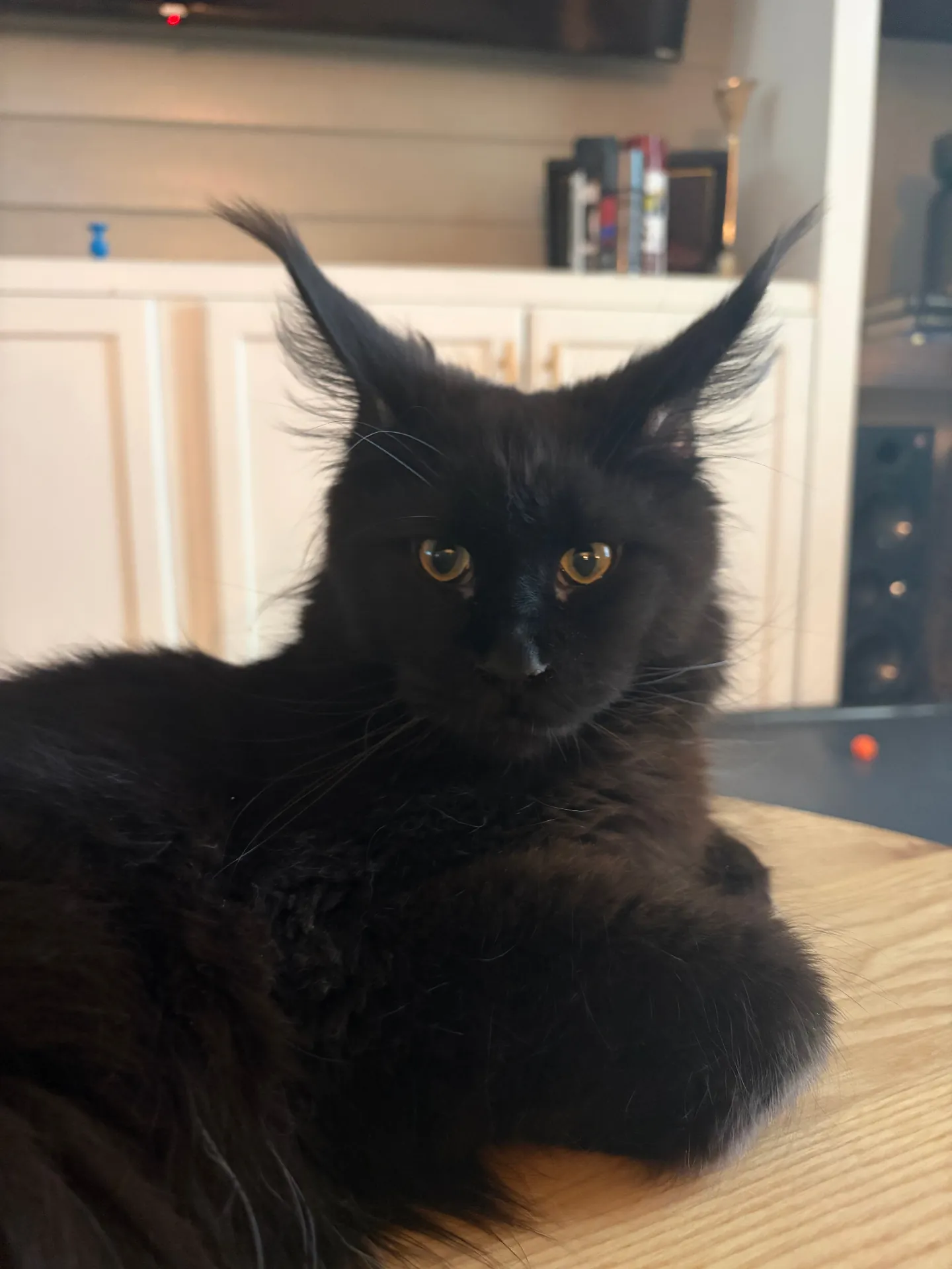 Queen Ravenel, Solid Black European Maine Coon at Ironmane Coons