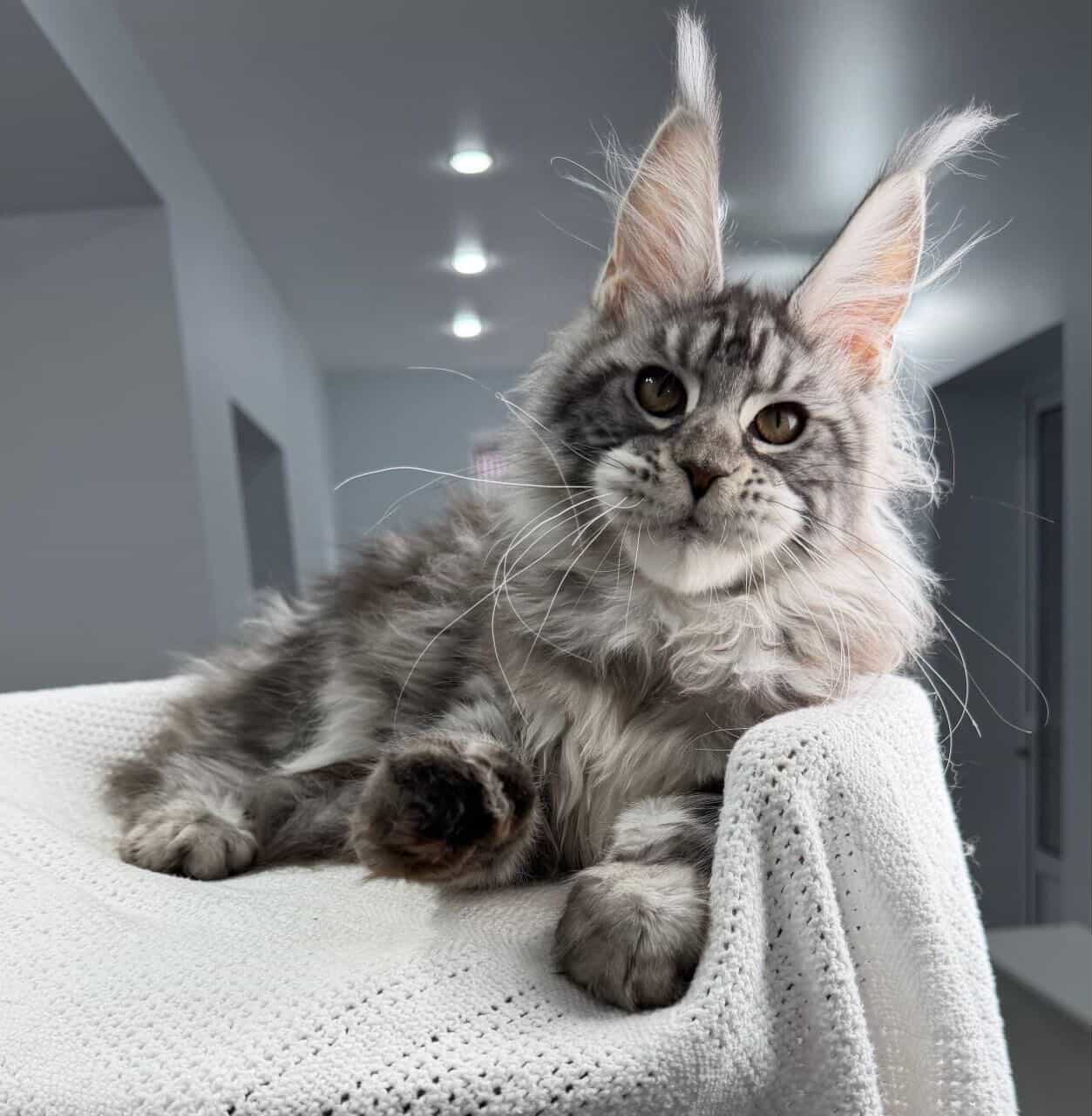 Hunley, Black Silver Tabby European Maine Coon — portrait 3