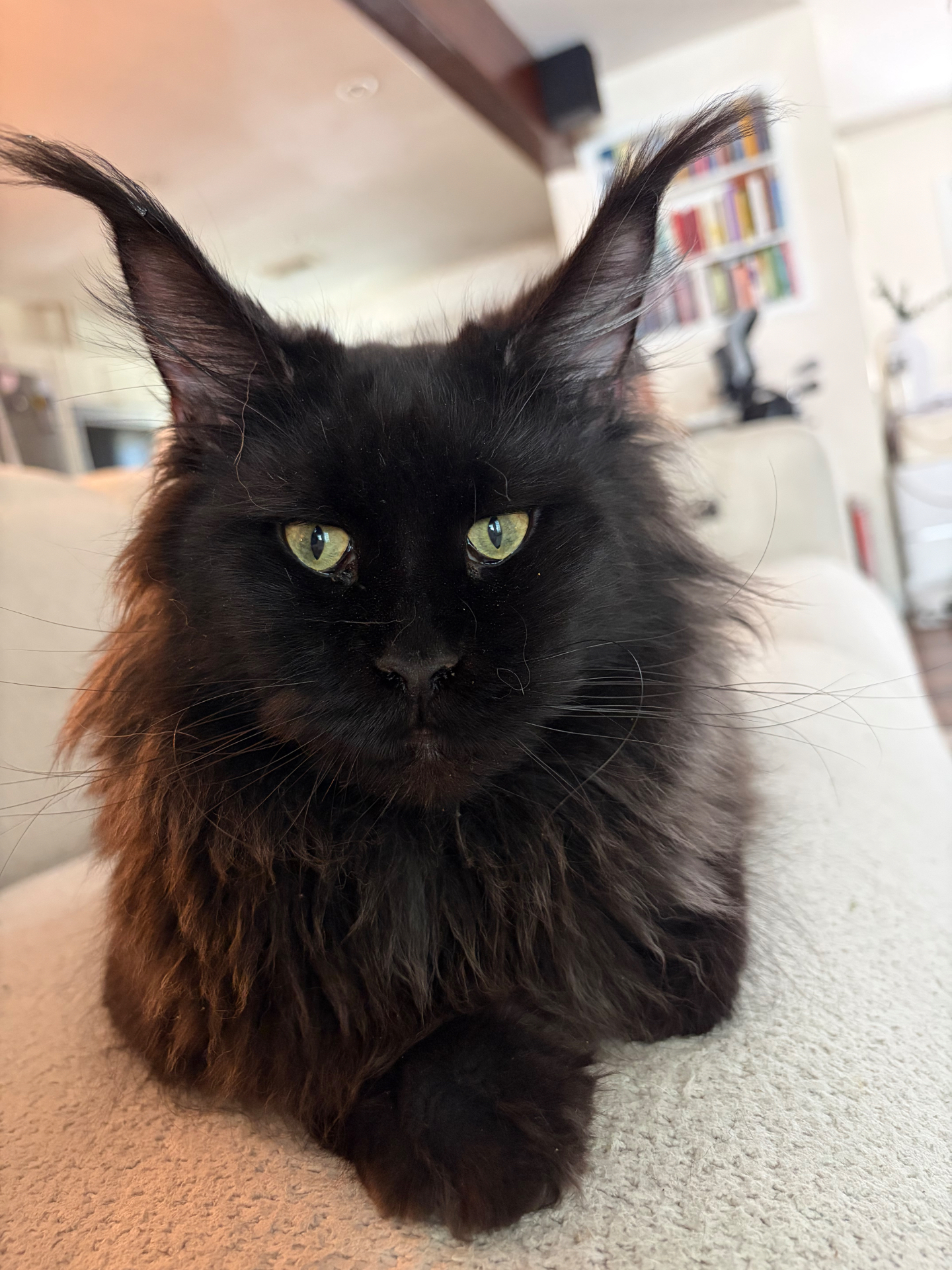 Ravenel, solid black European Maine Coon queen