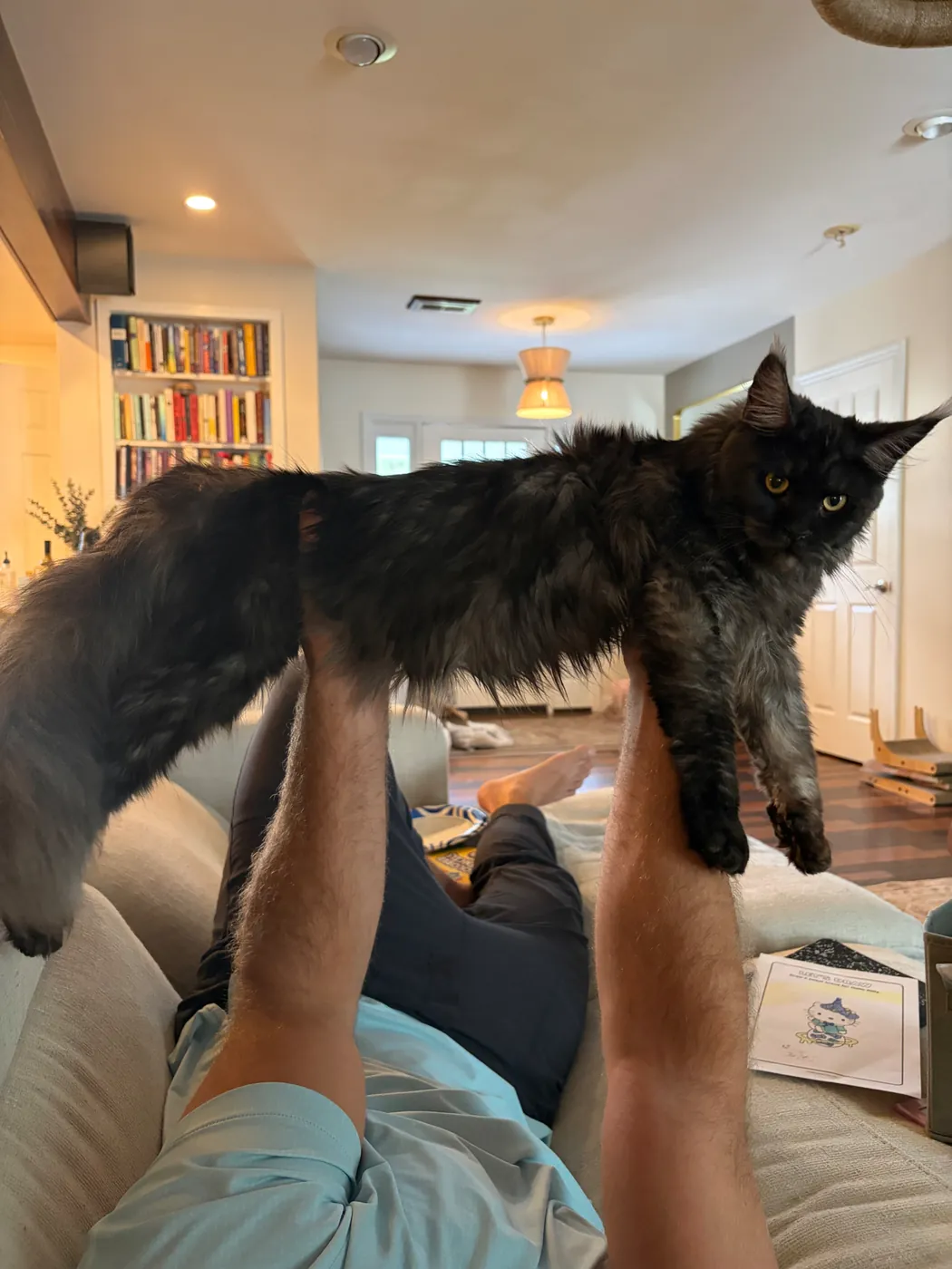Sully, black smoke European Maine Coon future queen — frame 1