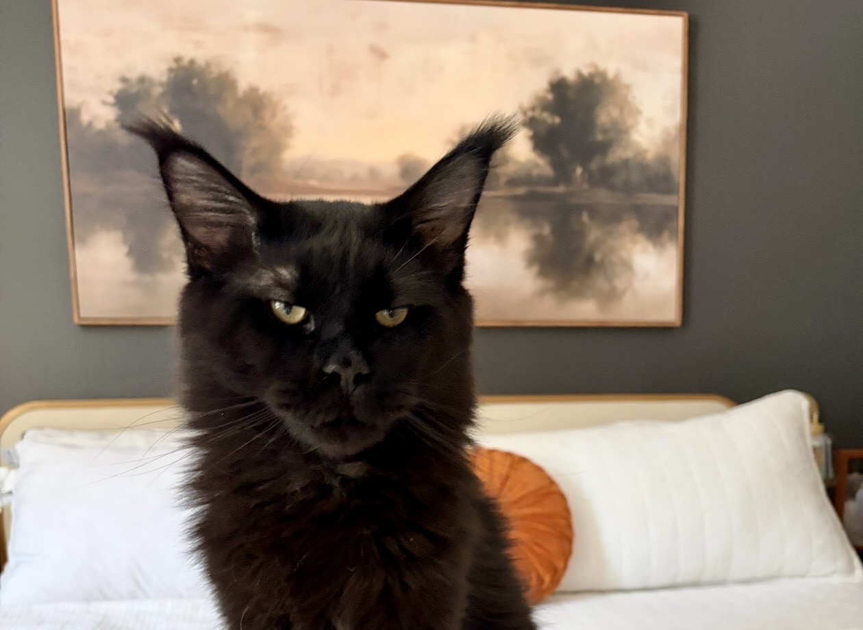 Calhoun, solid black European Maine Coon king, showing dense black coat and heavy brow