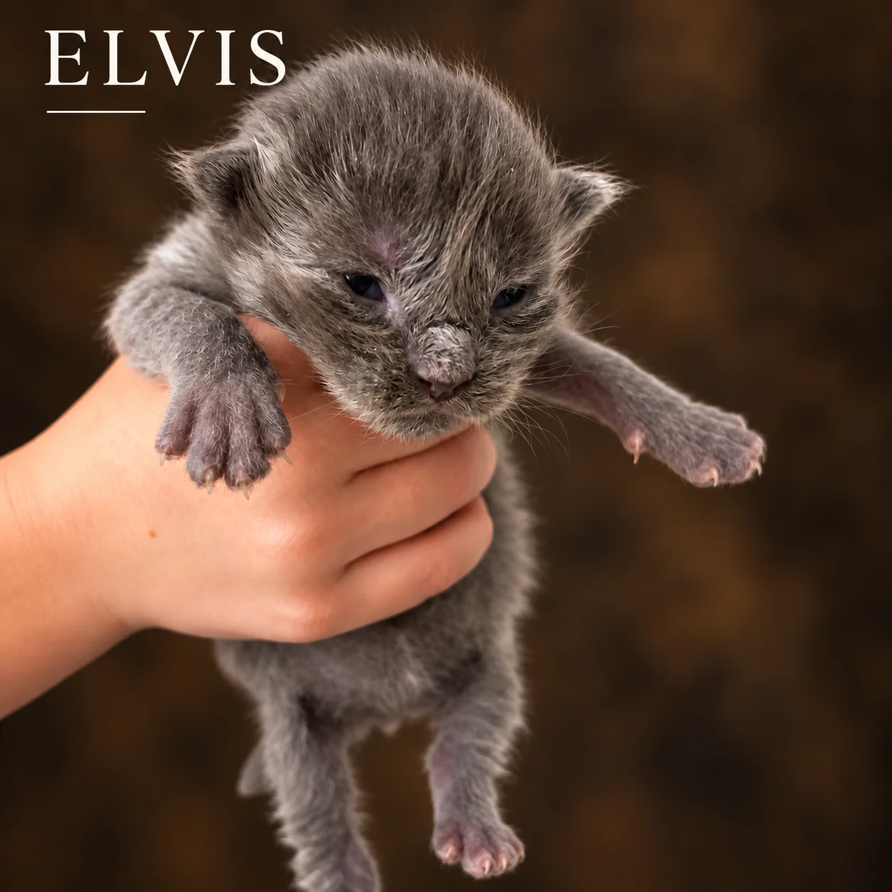 Elvis, male European Maine Coon kitten from The Iconic Five litter, one week old