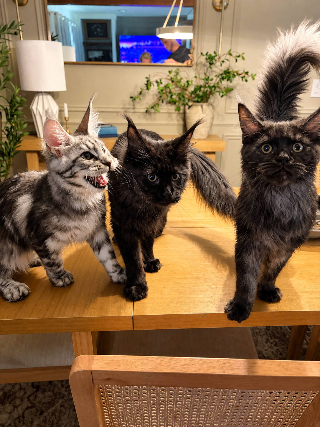 Three European Maine Coon kittens on a dining table