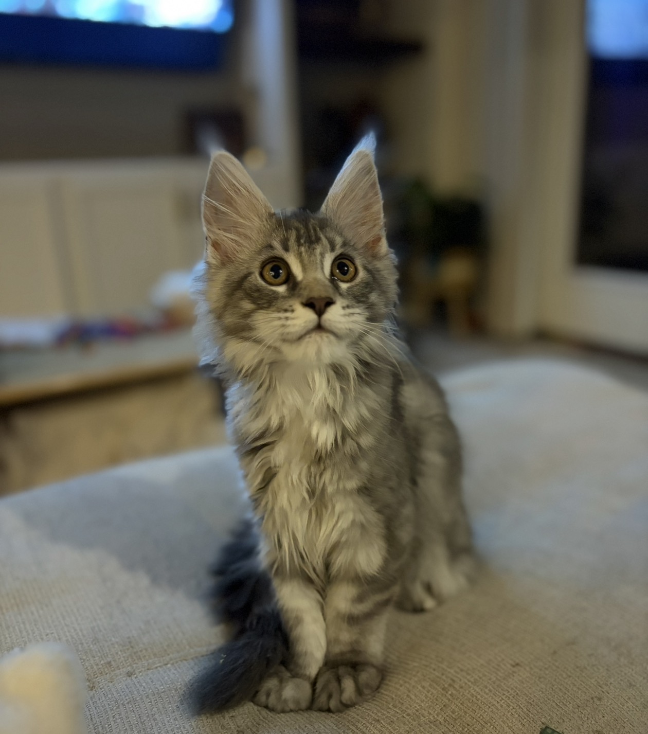 Queen Boone, Blue Silver Tabby European Maine Coon at Ironmane Coons