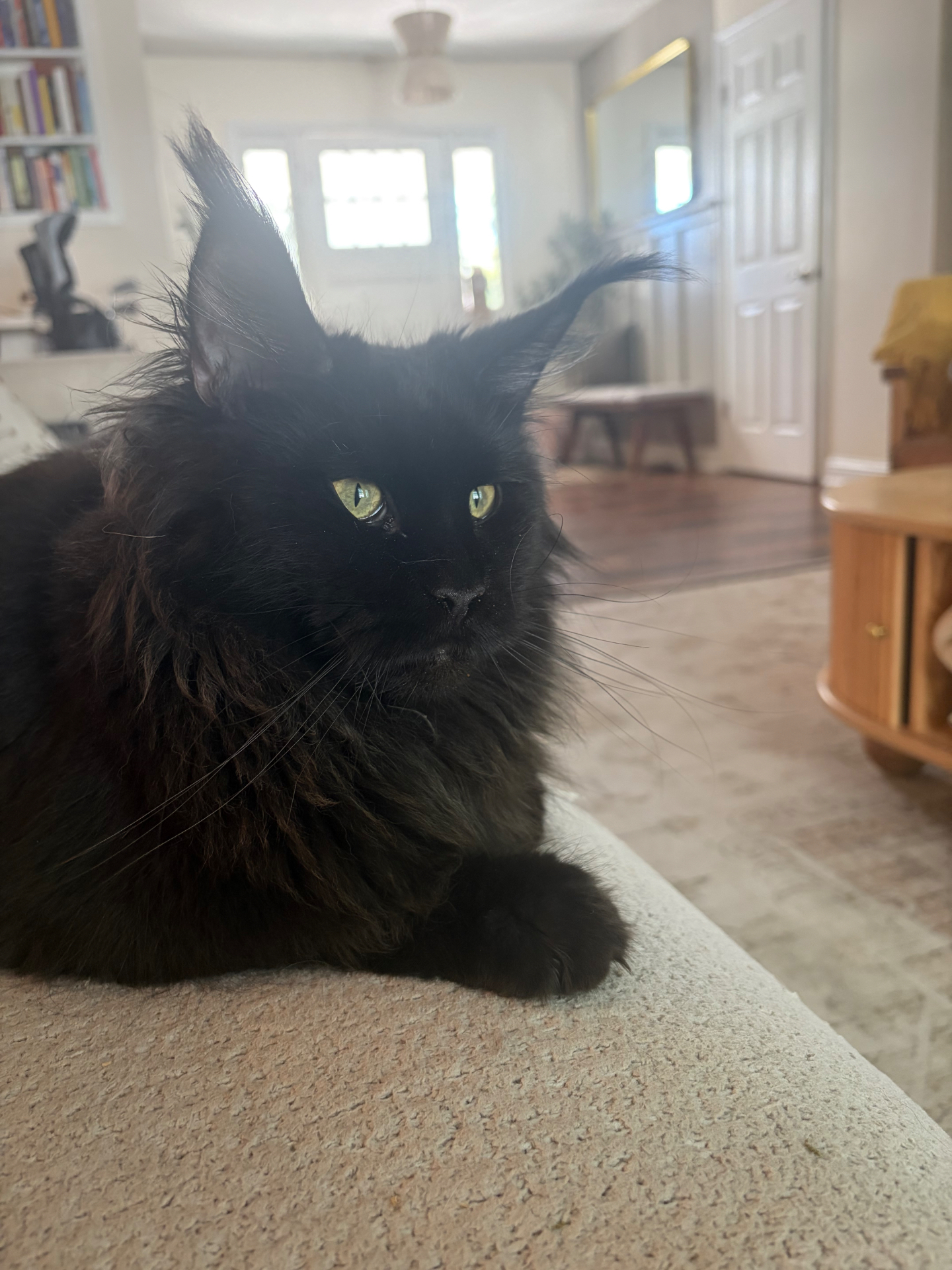 Ravenel, mother of The Iconic Five, solid black European Maine Coon
