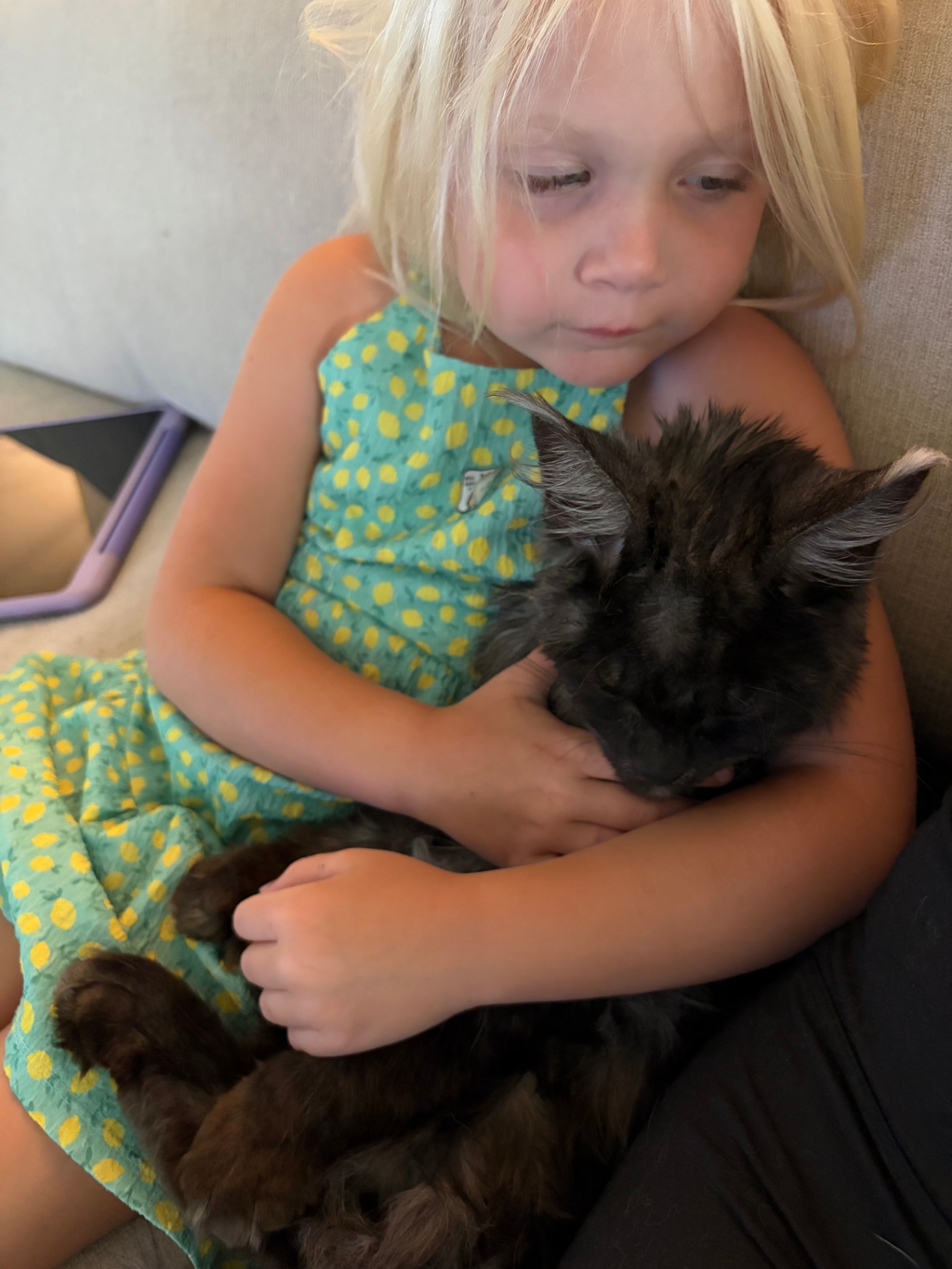 Young girl in a lemon dress holding a black smoke Maine Coon kitten