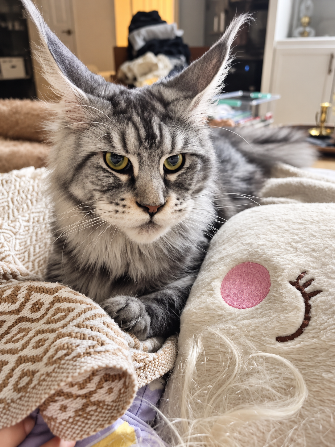 Hunley, black silver tabby European Maine Coon queen — frame 1