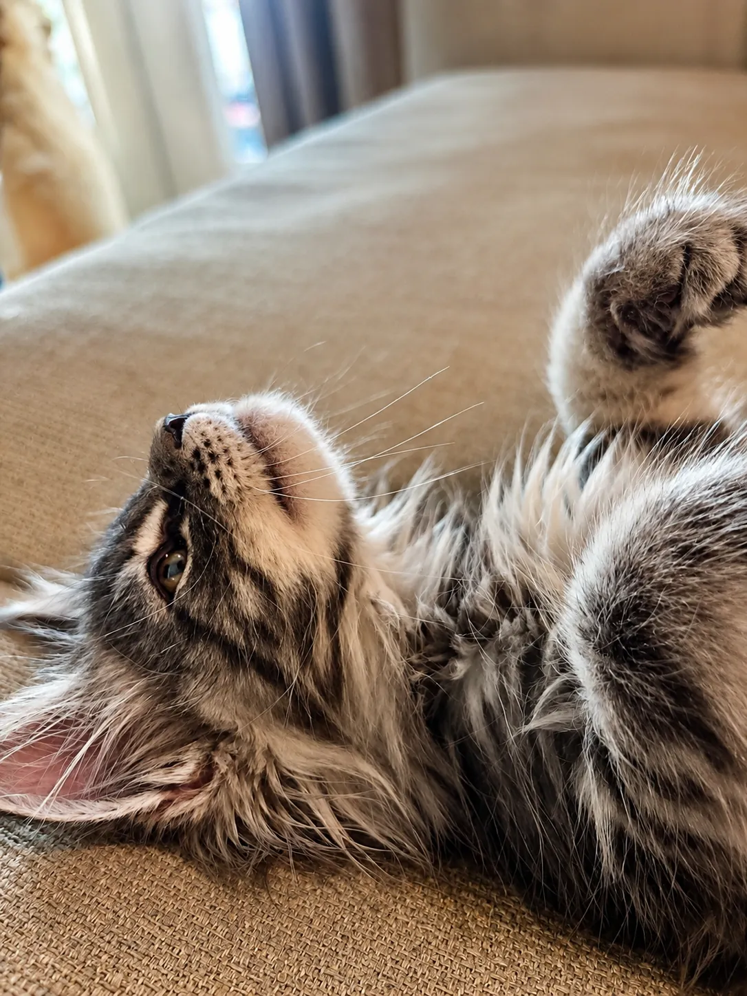 Boone, blue silver tabby European Maine Coon future queen — frame 2