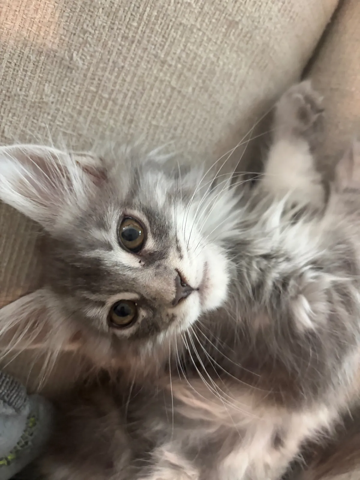 Boone, blue silver tabby European Maine Coon future queen — frame 1