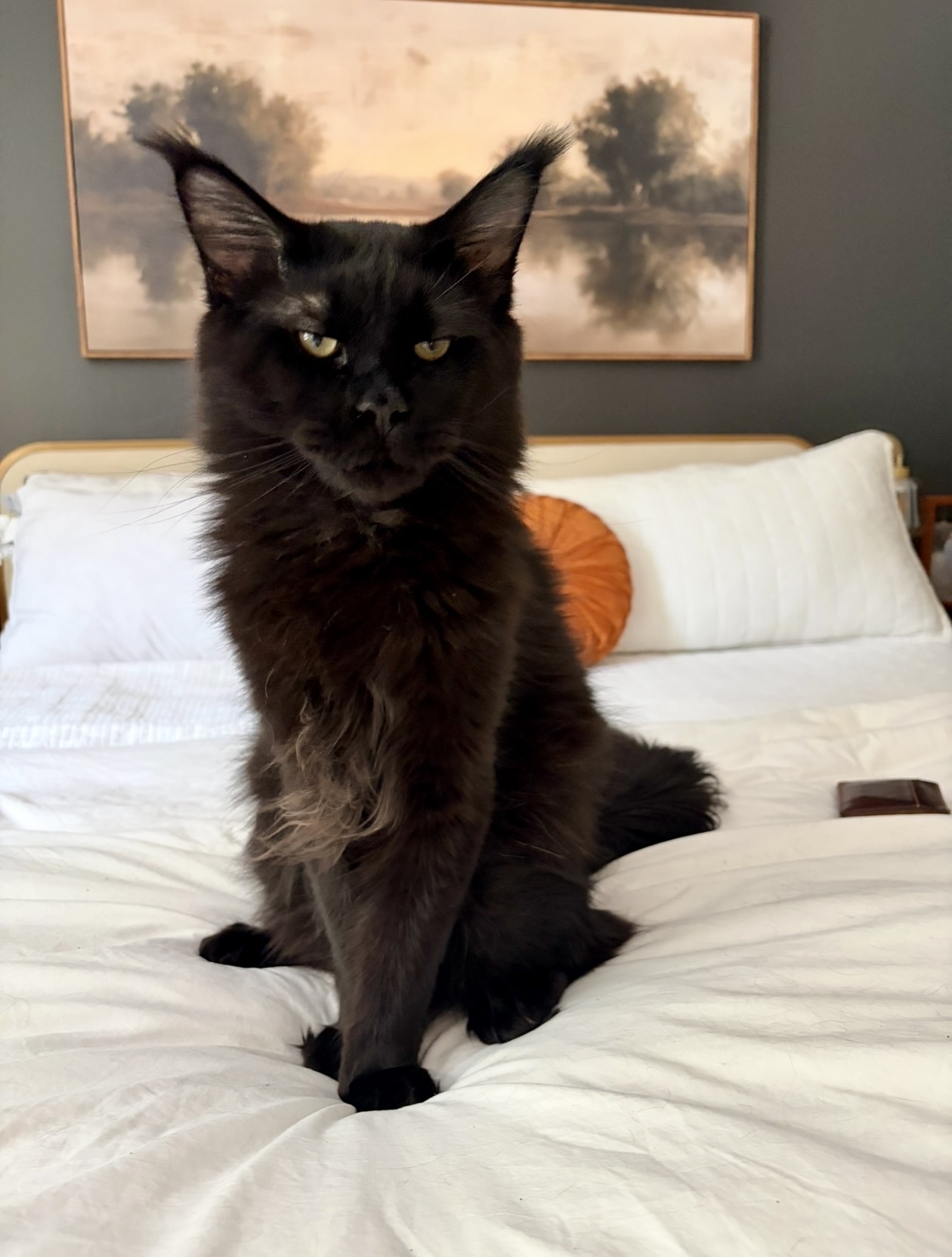 King Calhoun — solid black European Maine Coon stud at Ironmane Coons, Charleston SC, seated regally at home