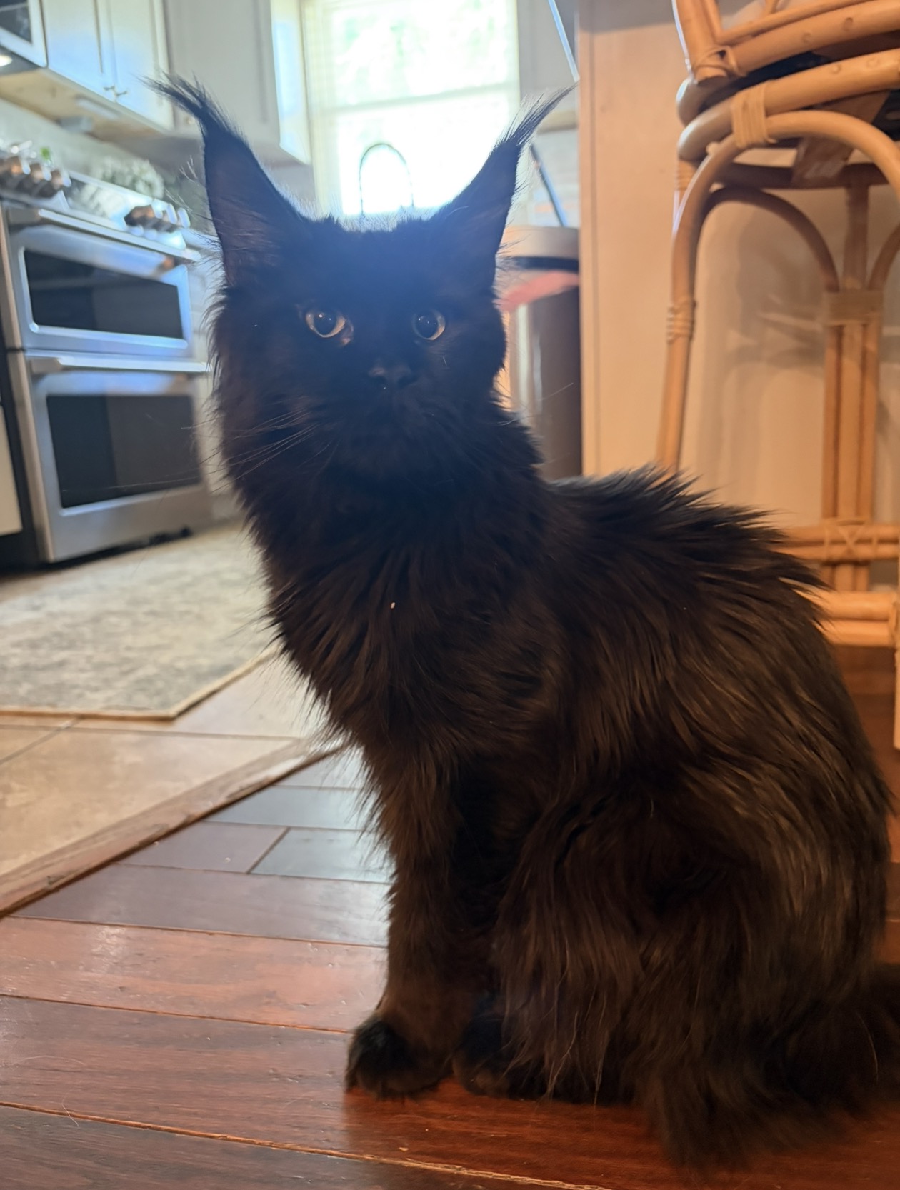 Ravenel, Solid Black European Maine Coon — portrait 3