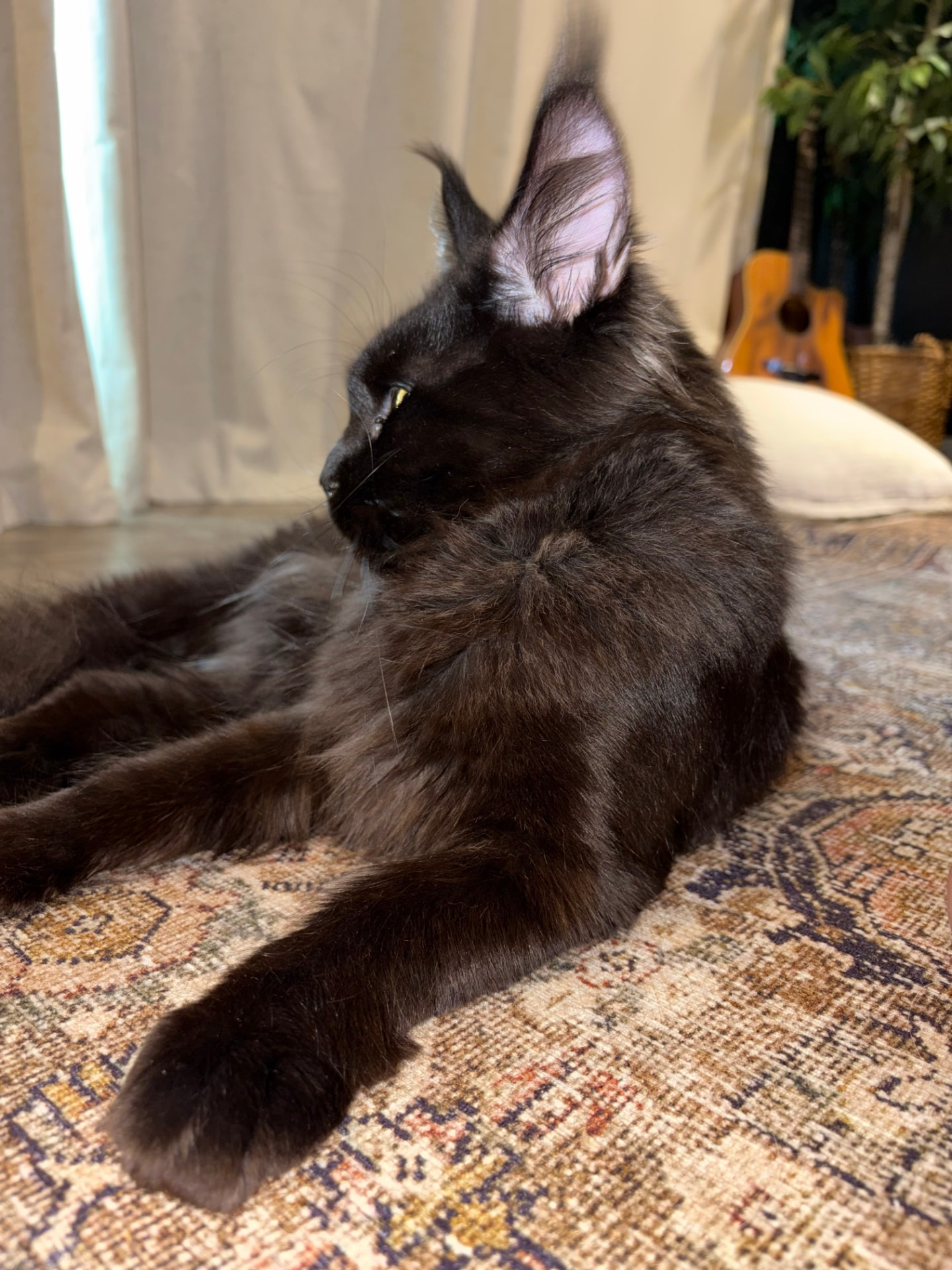 Ravenel, solid black European Maine Coon queen — frame 2