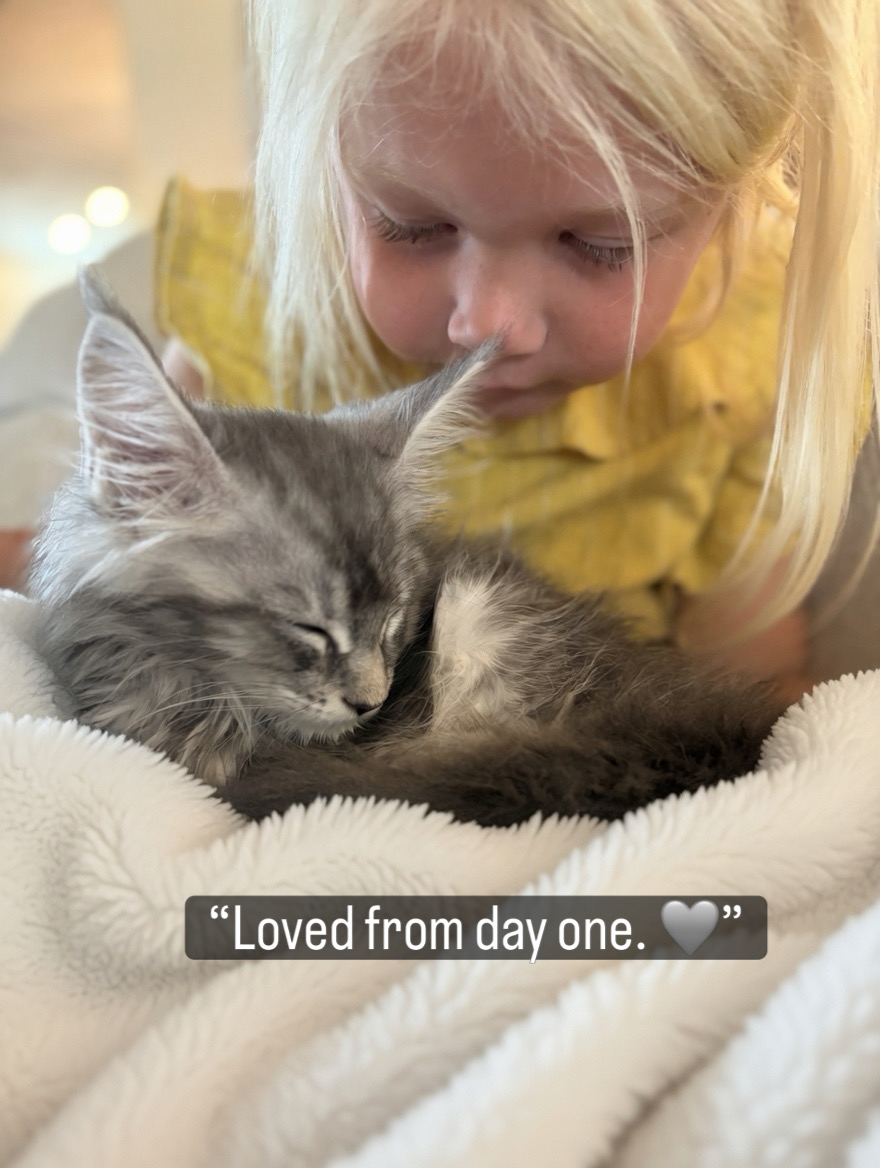 Silver tabby European Maine Coon kitten napping beside a child at Ironmane Coons, Charleston SC — raised where family lives