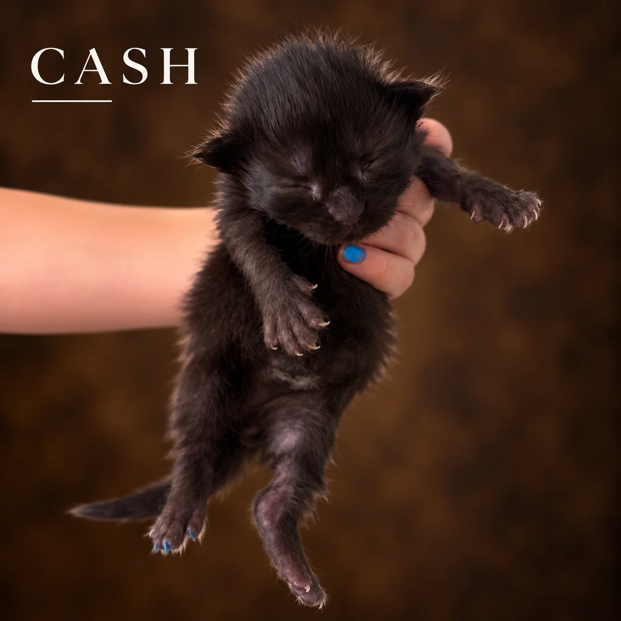 Cash, male European Maine Coon kitten from The Iconic Five litter, one week old