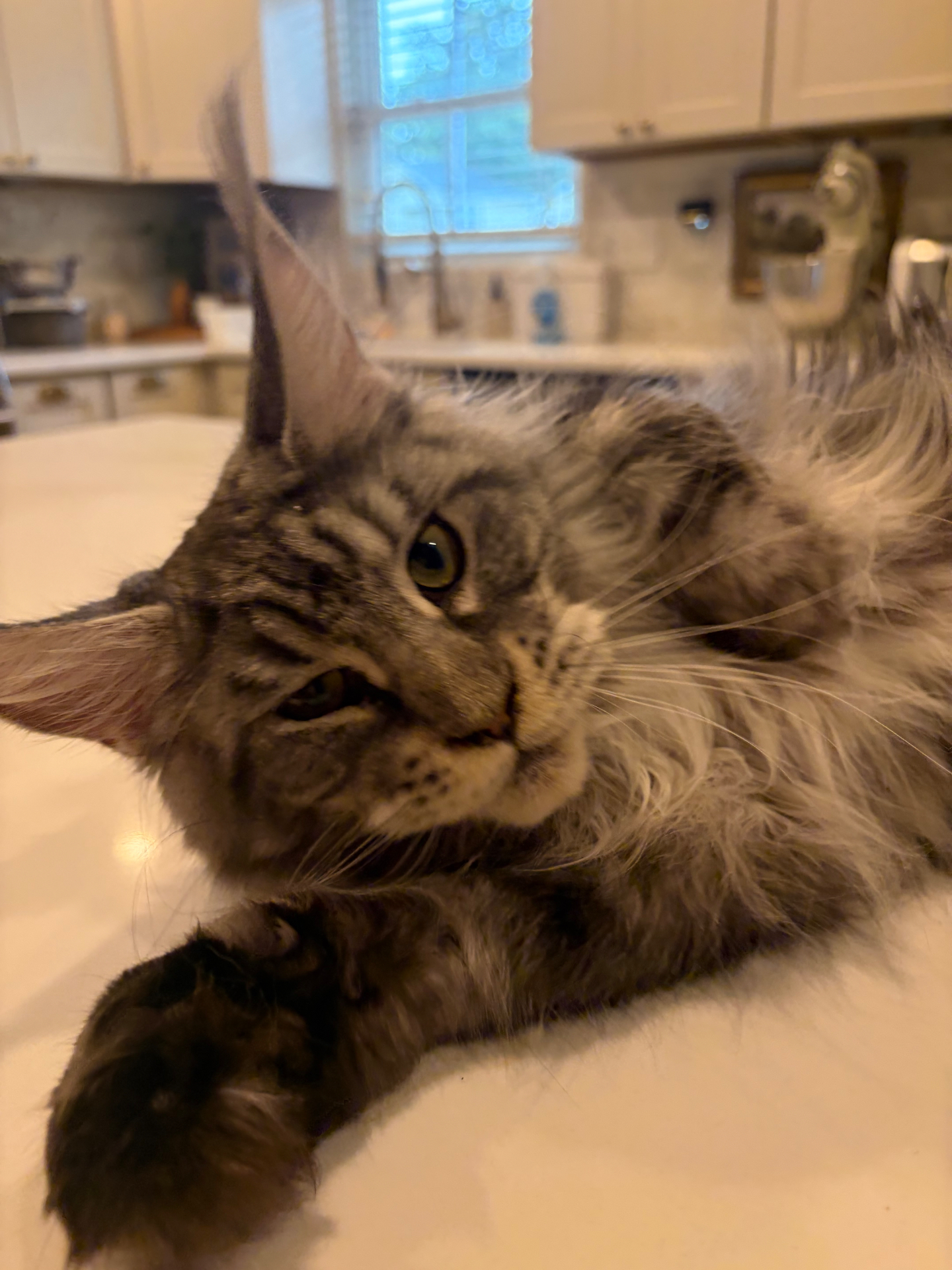 Hunley, black silver tabby European Maine Coon queen, relaxing at home, expecting