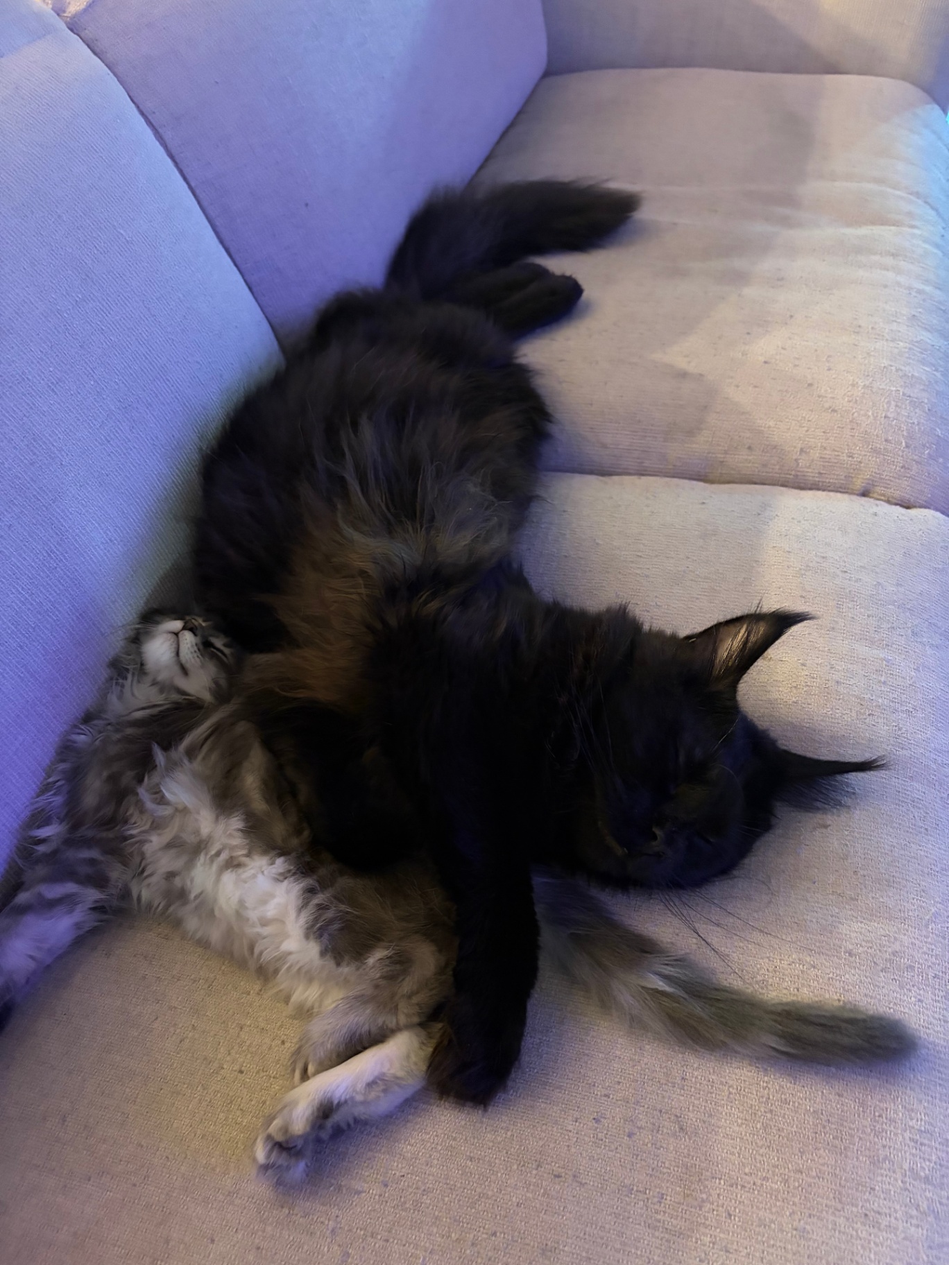 Black smoke and silver tabby Maine Coons on the linen sofa