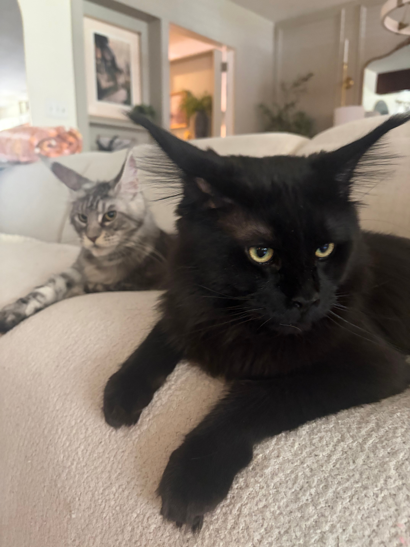 Calhoun in the foreground with Ravenel resting behind him at home