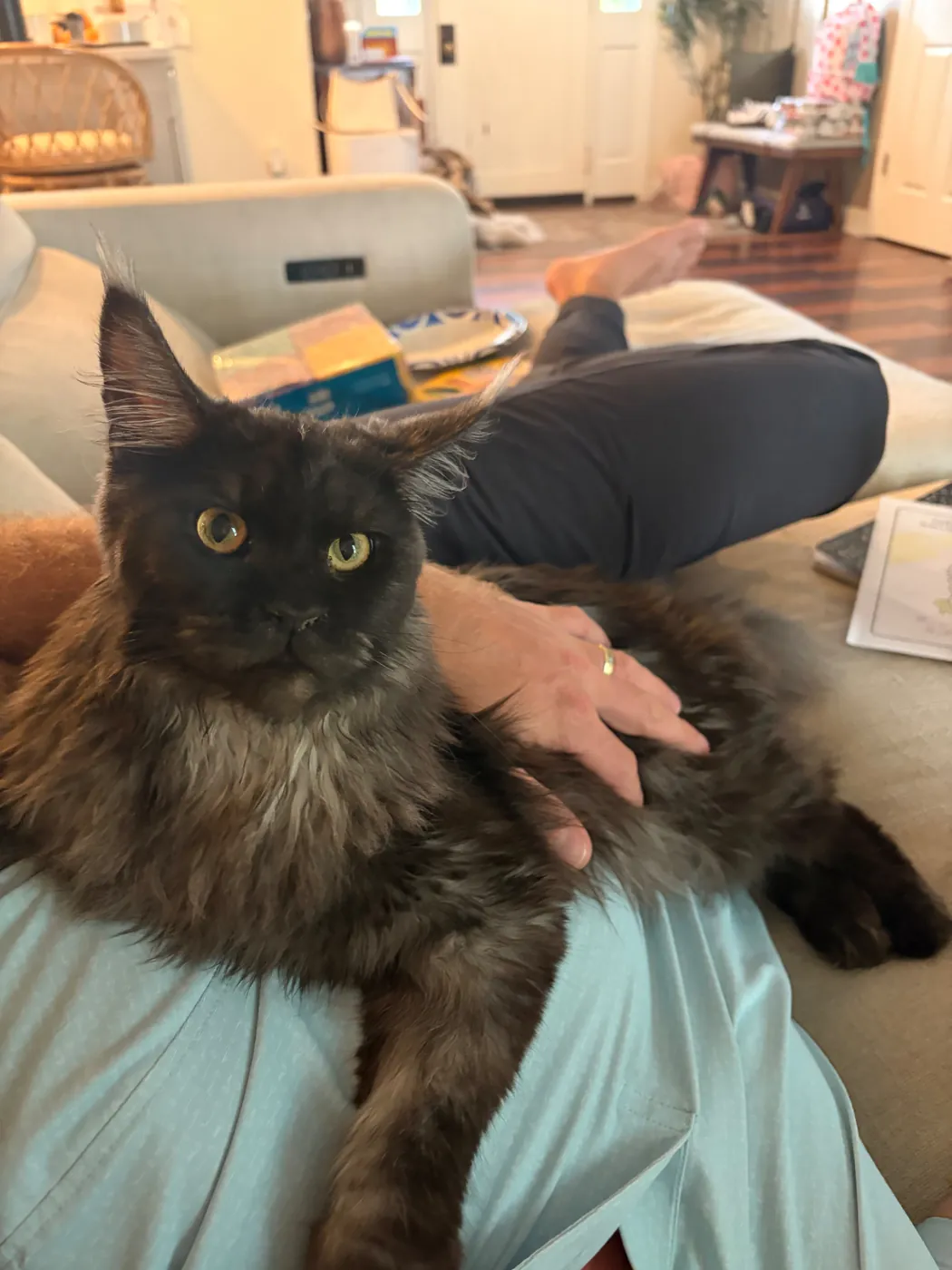 Sully, black smoke European Maine Coon future queen, with silver undercoat visible at the ruff