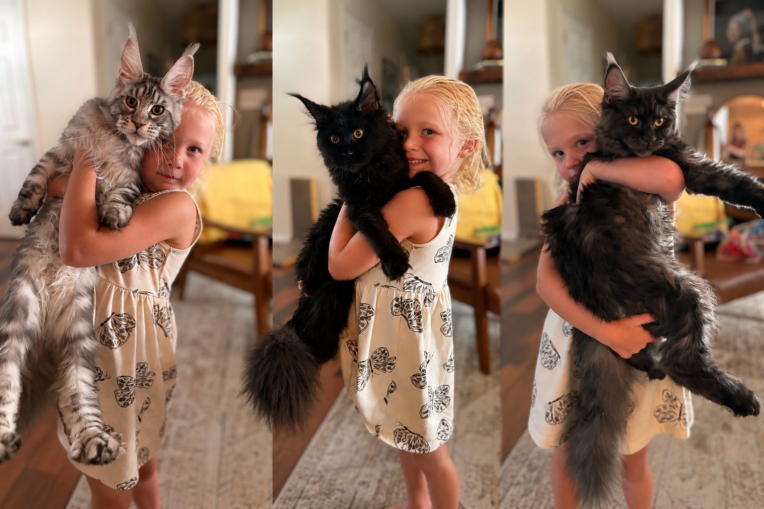 An Ironmane Coons European Maine Coon at home in Charleston, South Carolina