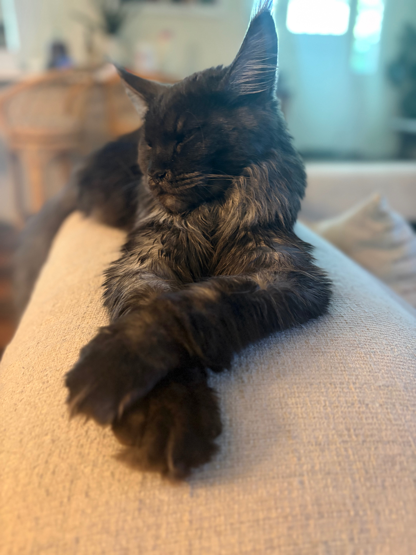 Sully, Black Smoke European Maine Coon — portrait 2