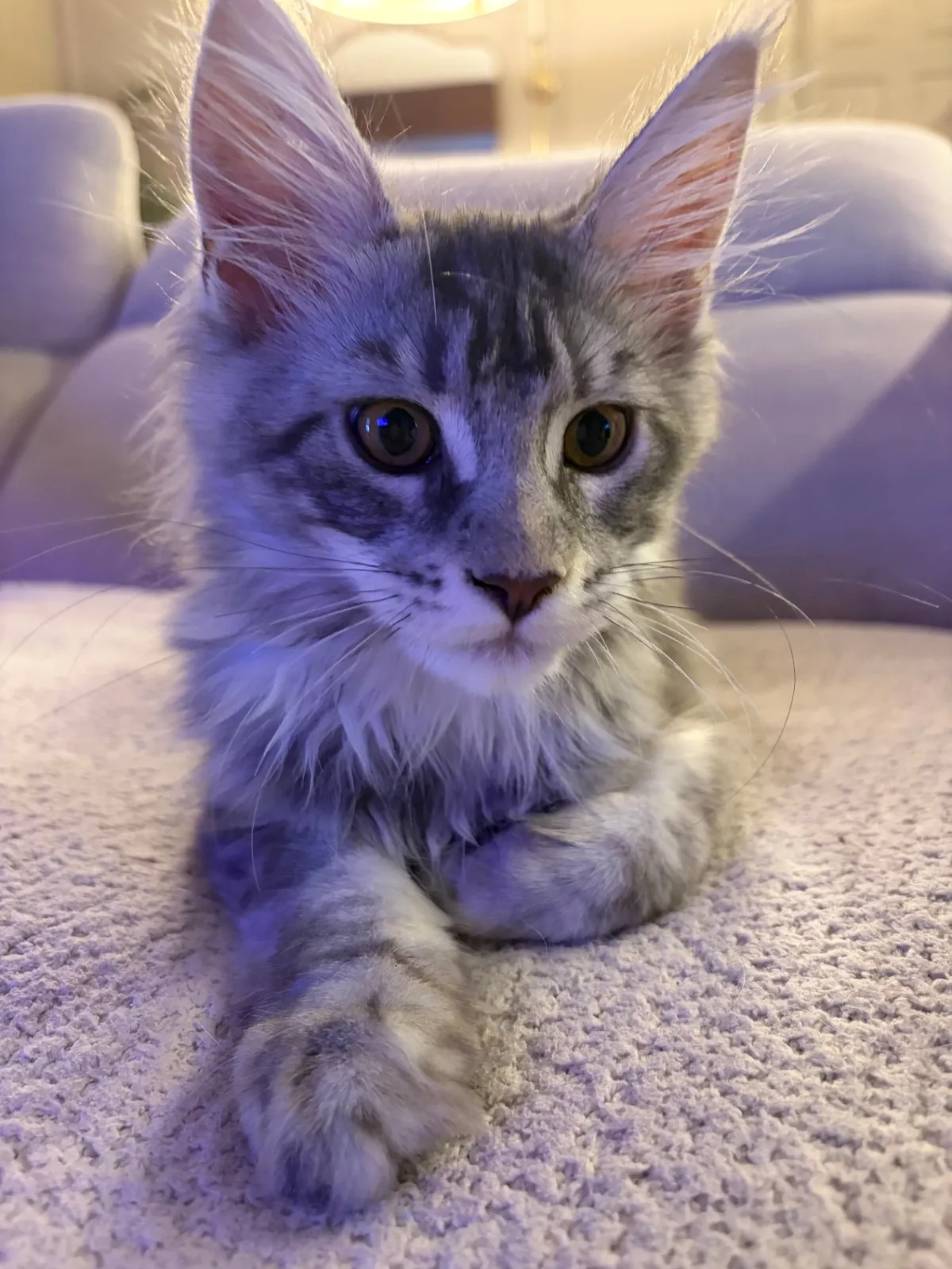 Queen Boone, Blue Silver Tabby European Maine Coon at Ironmane Coons
