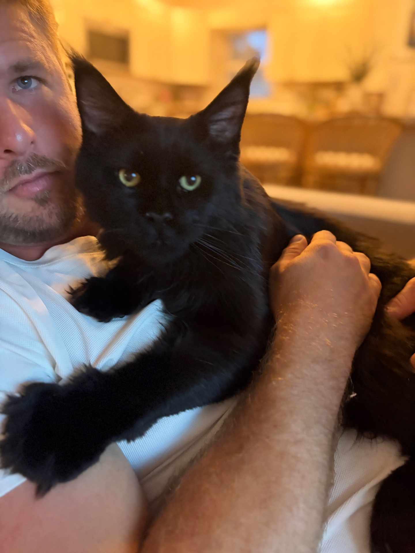 Calhoun, solid black European Maine Coon king, held upright by John — full body size reference, Charleston SC