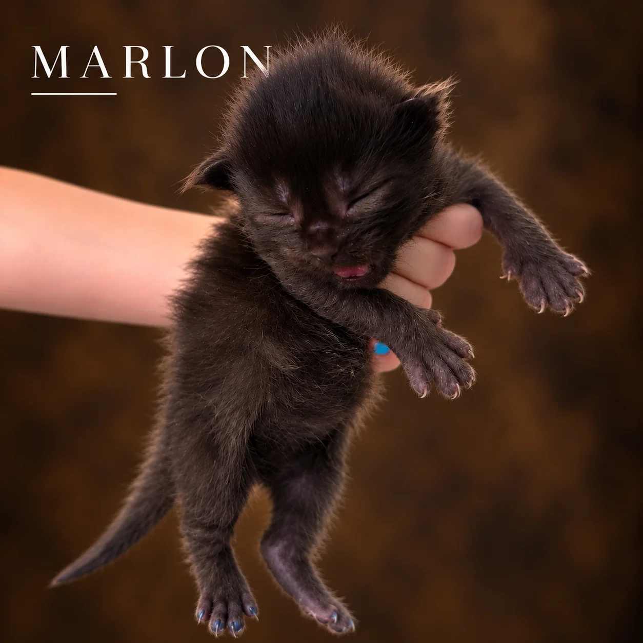 Marlon, male European Maine Coon kitten from The Iconic Five litter, one week old