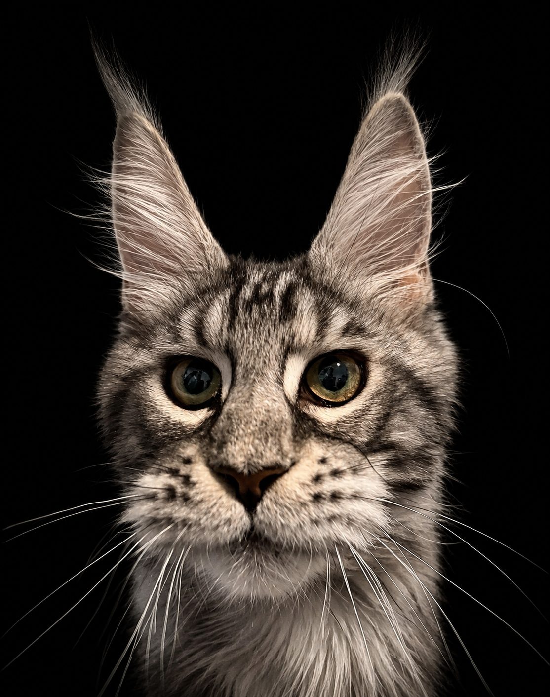 Queen Hunley, Black Silver Tabby European Maine Coon at Ironmane Coons