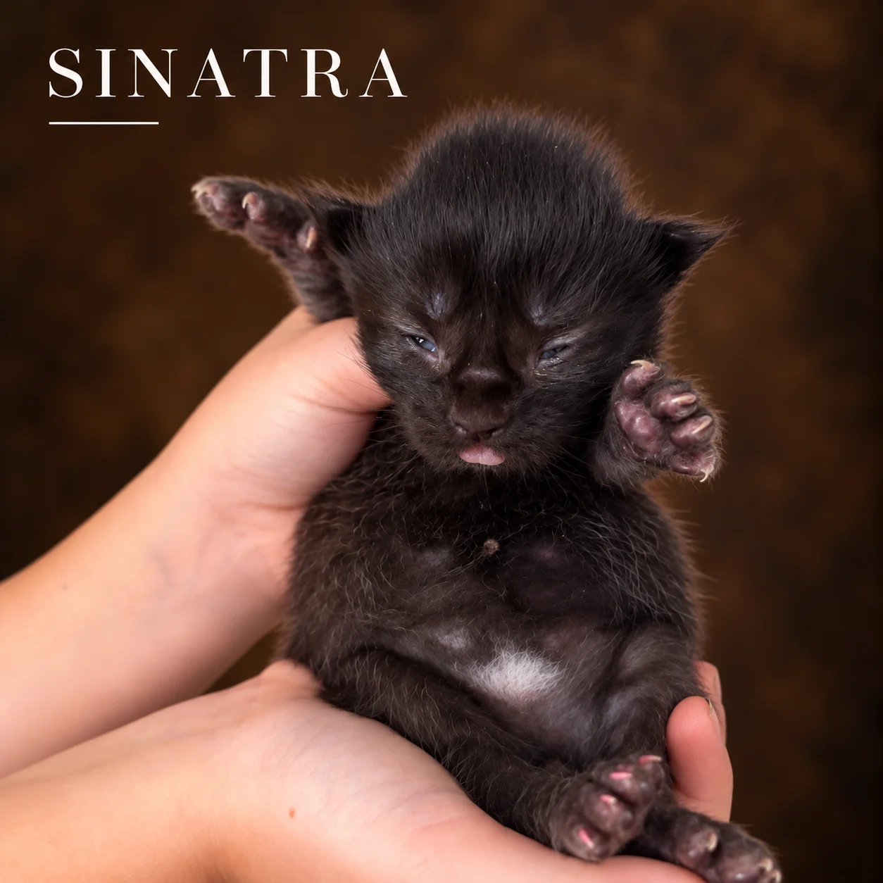 Sinatra, male European Maine Coon kitten from The Iconic Five litter, one week old