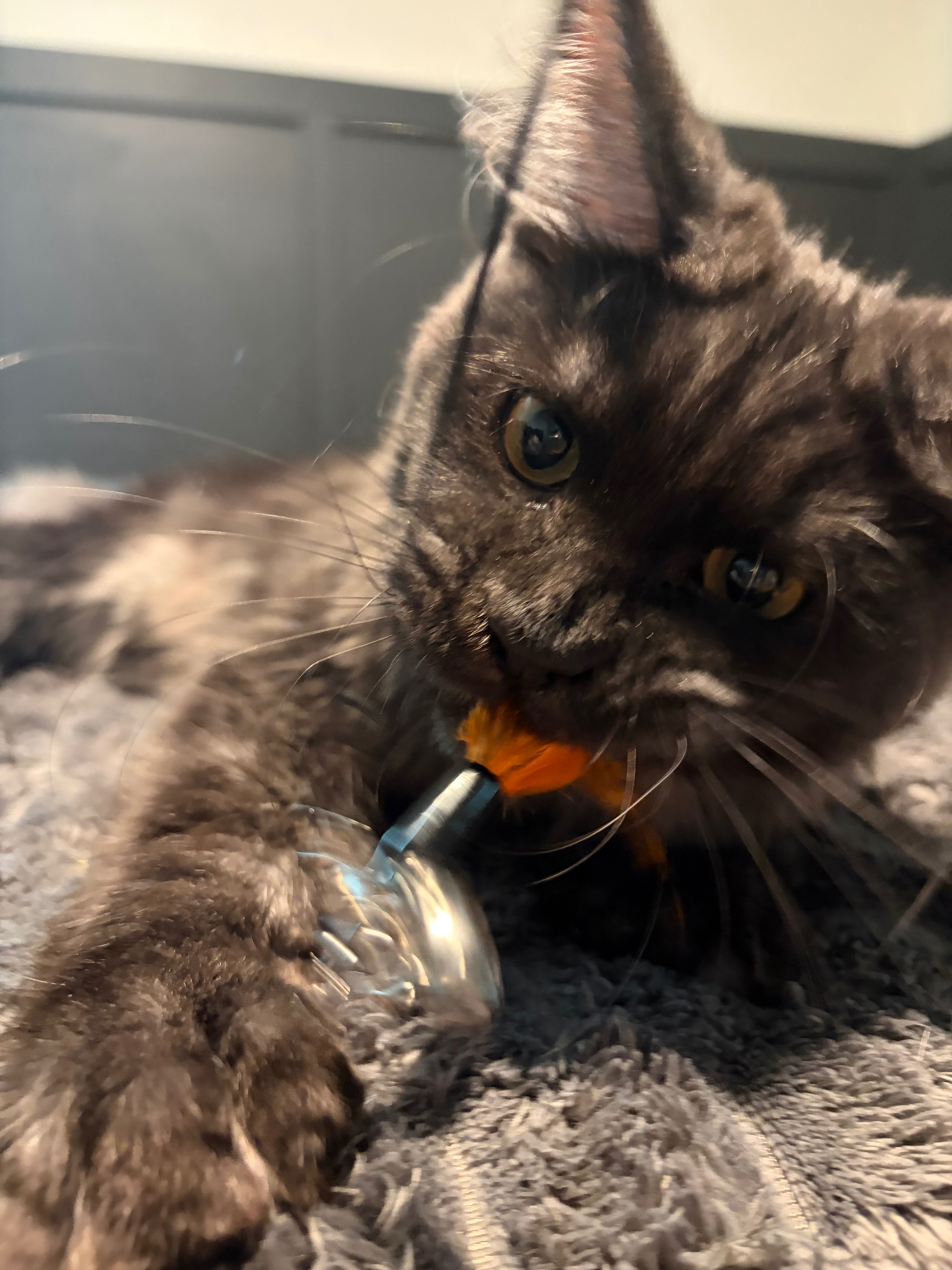 Sully, Black Smoke European Maine Coon — portrait 3