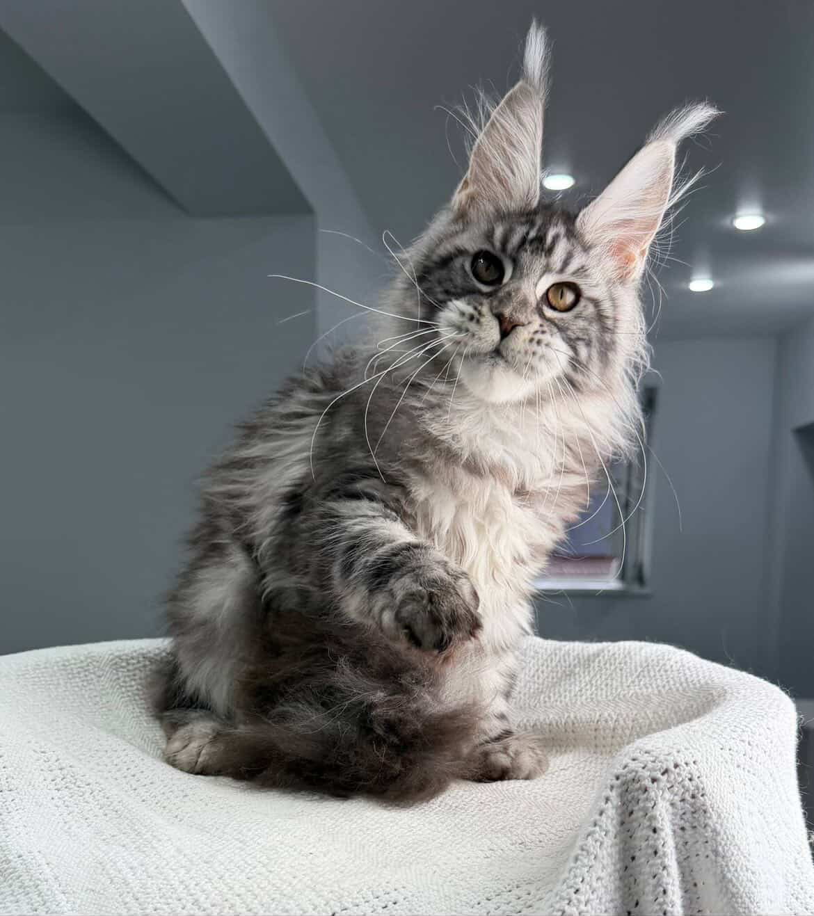 Silver tabby European Maine Coon kitten with raised paw on a knit blanket