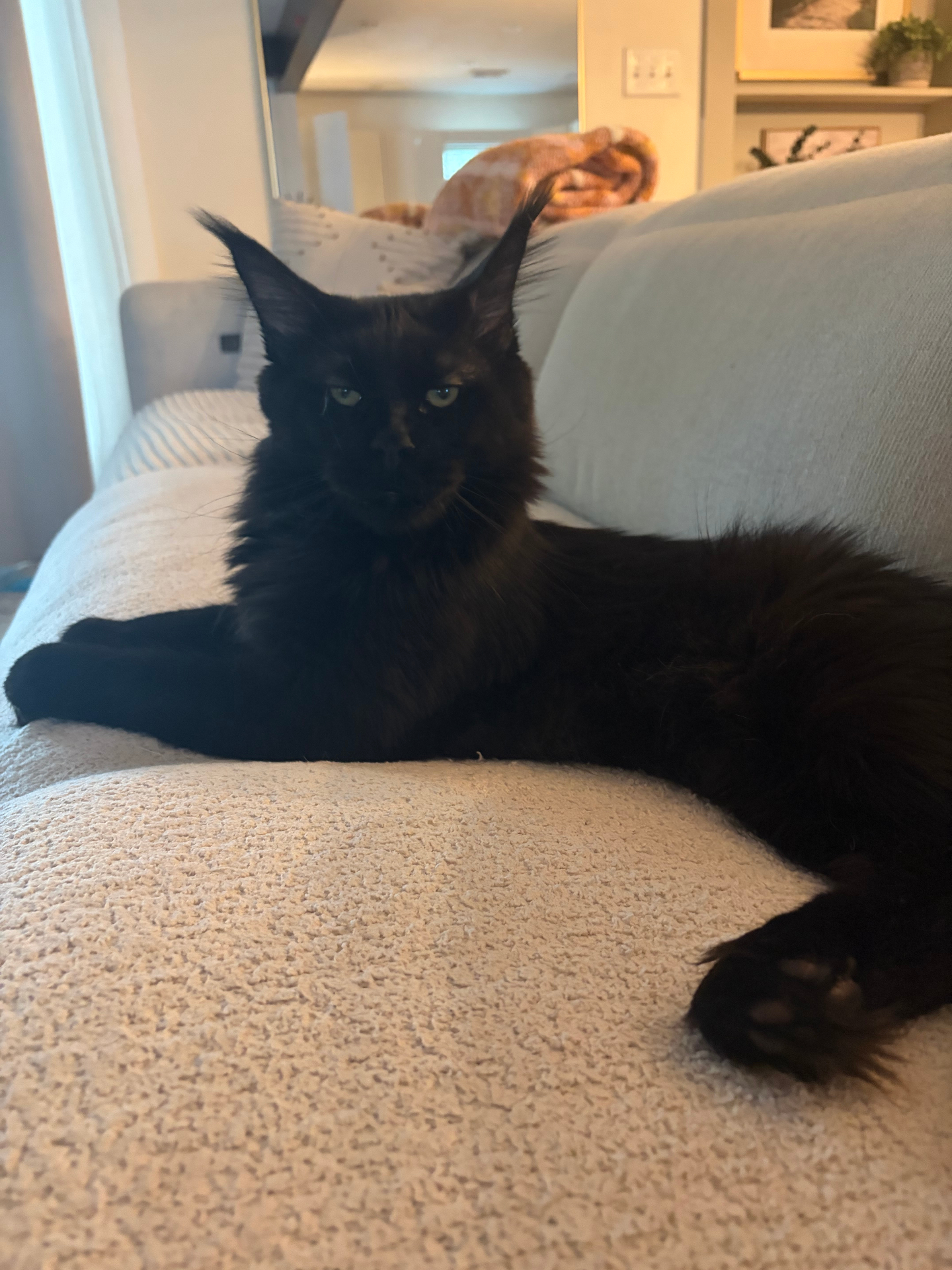 Calhoun stretched across the sofa — full length, ear tufts and lynx tips on display