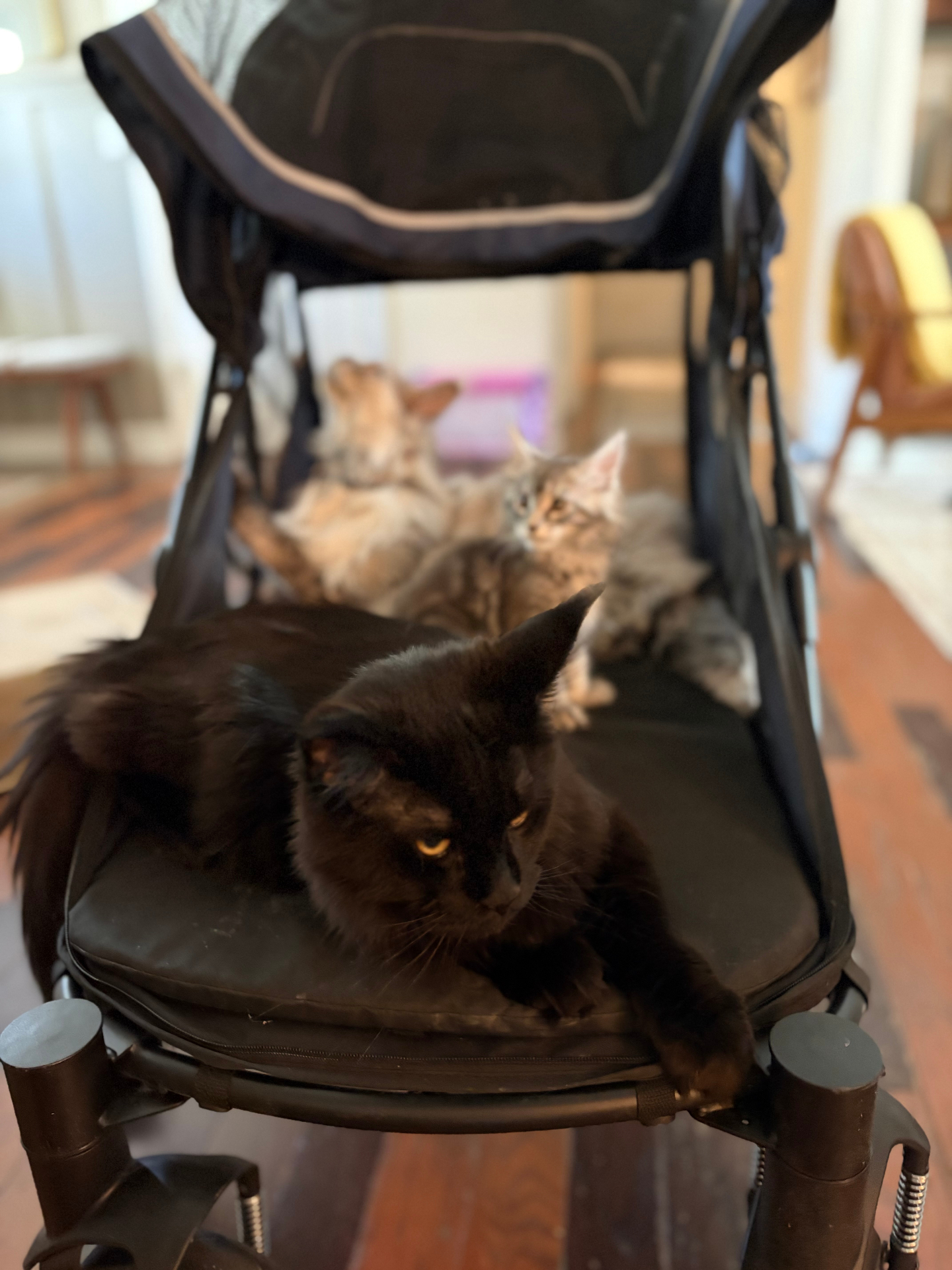 Solid black queen and silver tabby kittens in a stroller