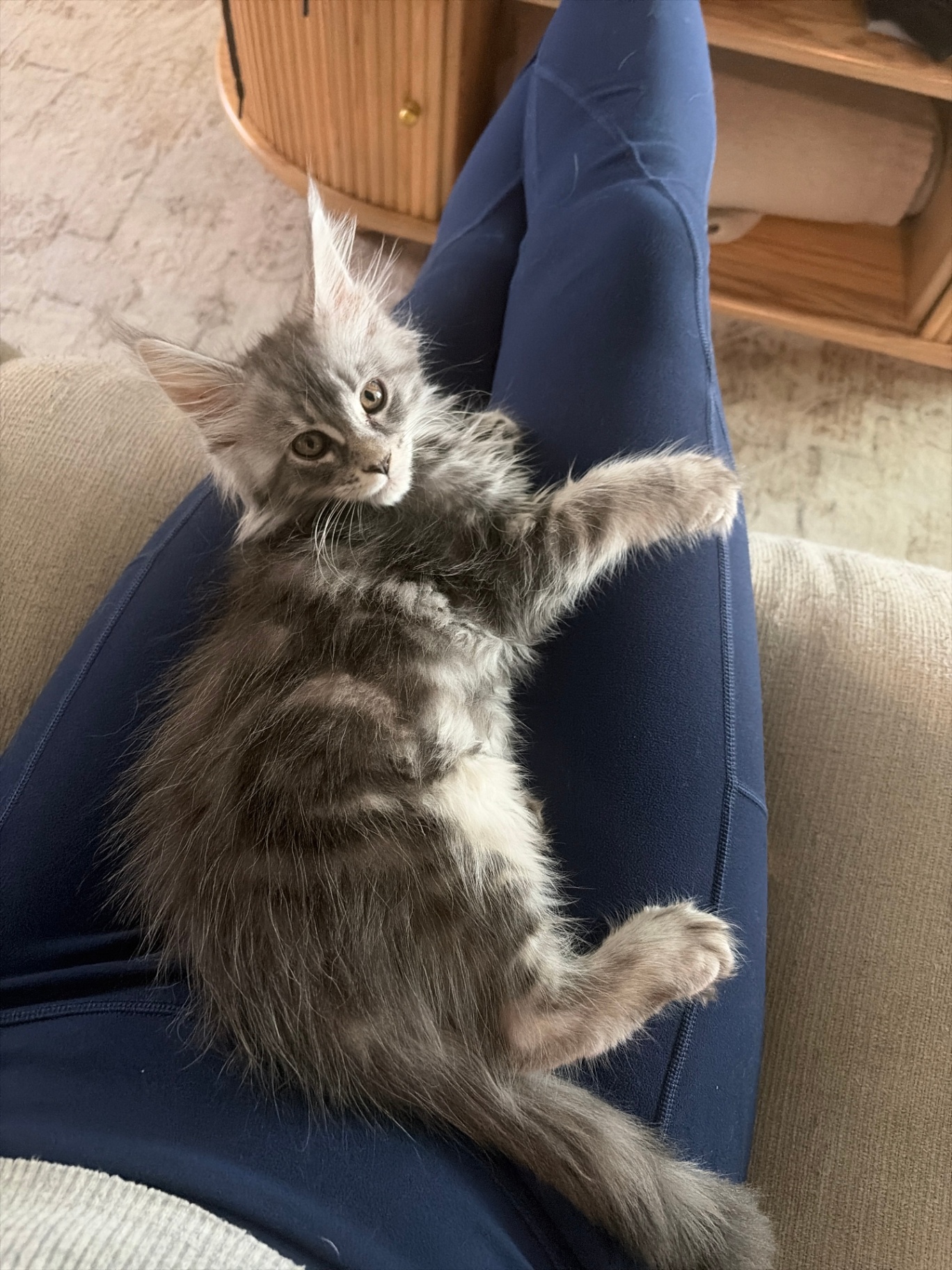 Blue silver tabby Maine Coon kitten relaxed on a lap