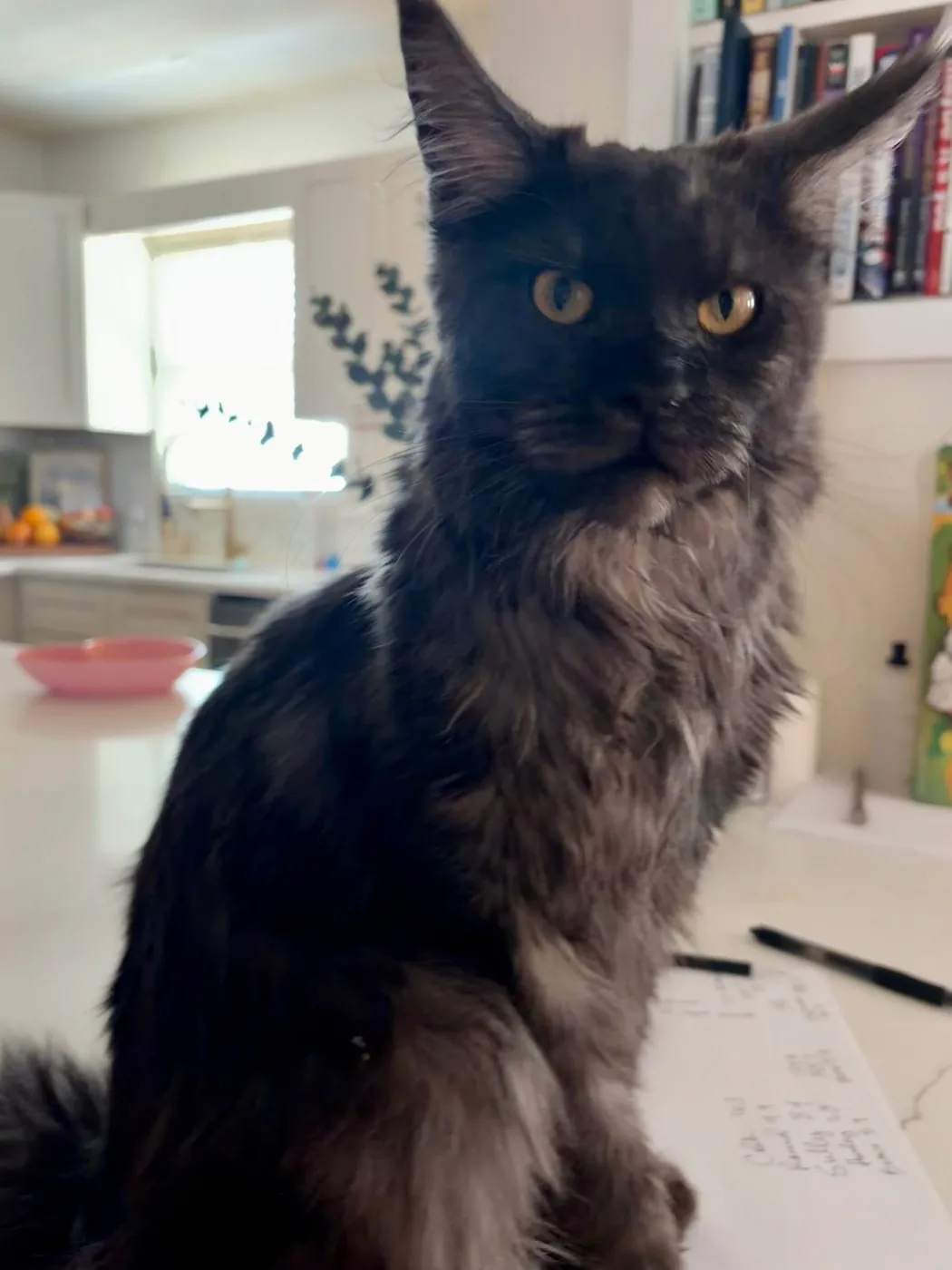 Sully, black smoke European Maine Coon future queen — frame 3