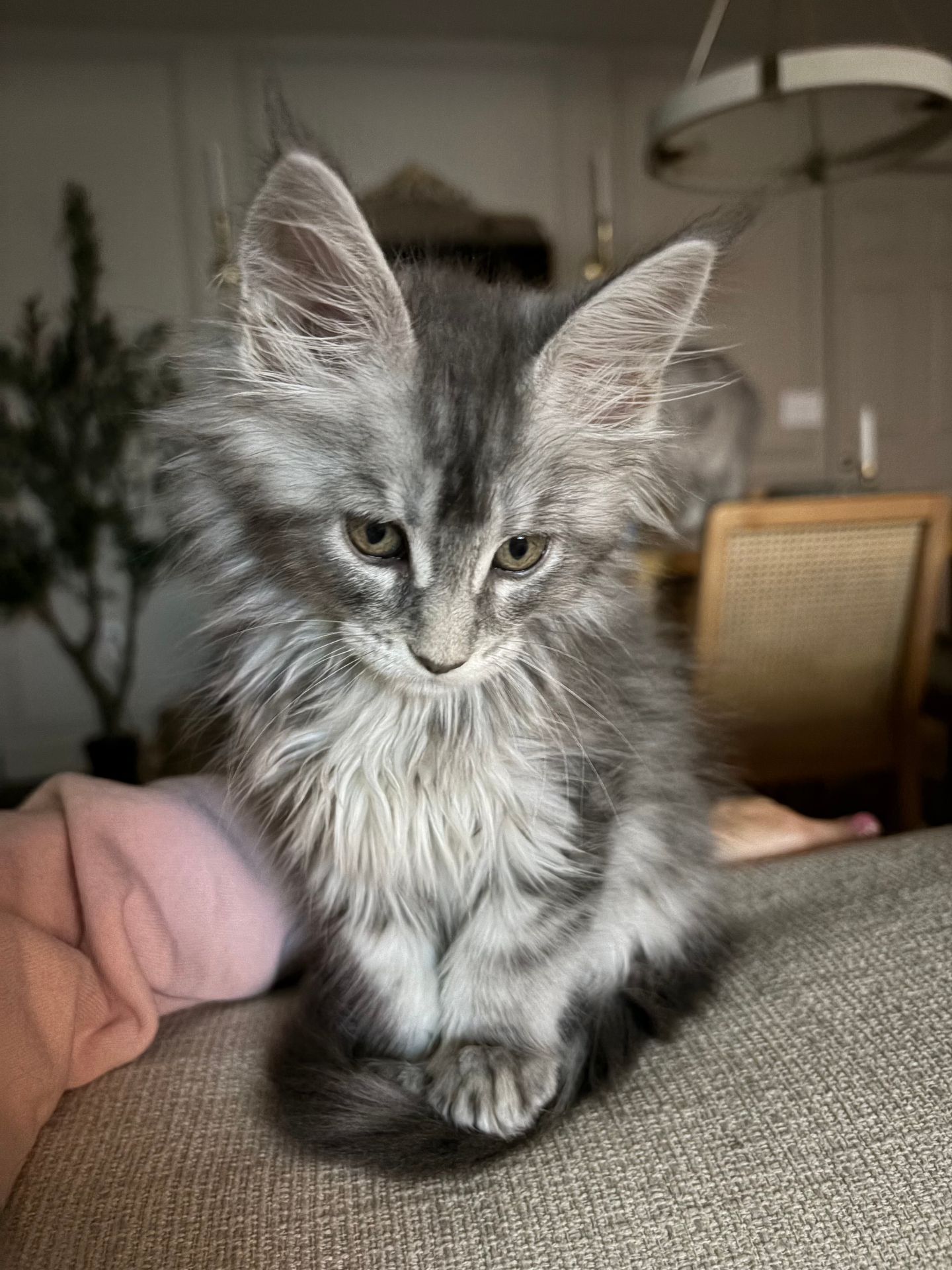 Silver tabby European Maine Coon kitten on the family couch