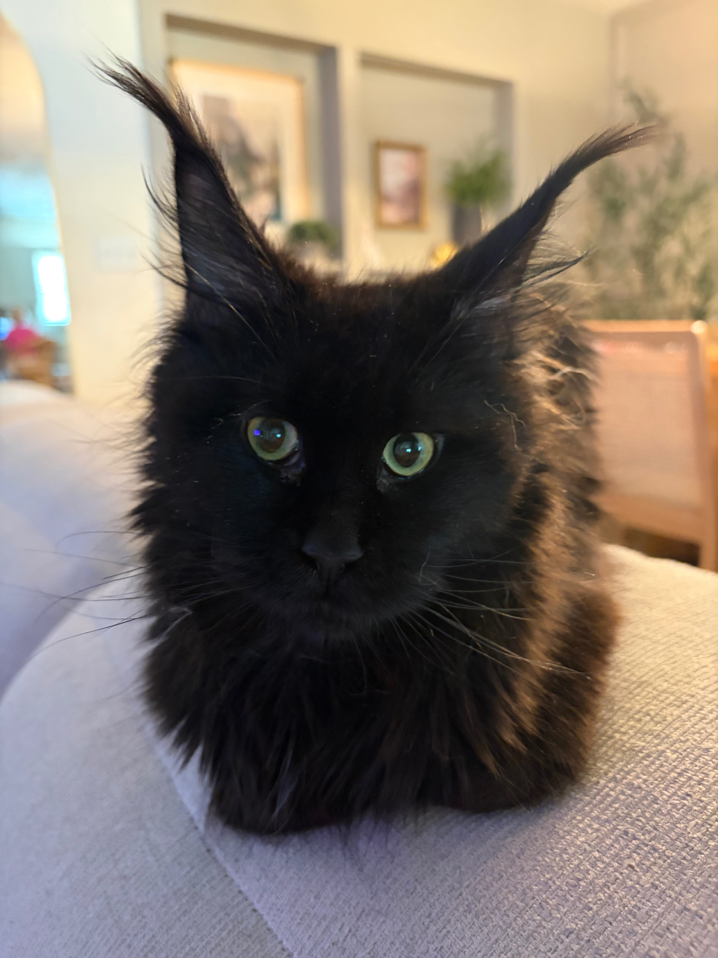Ravenel, Solid Black European Maine Coon — portrait 2
