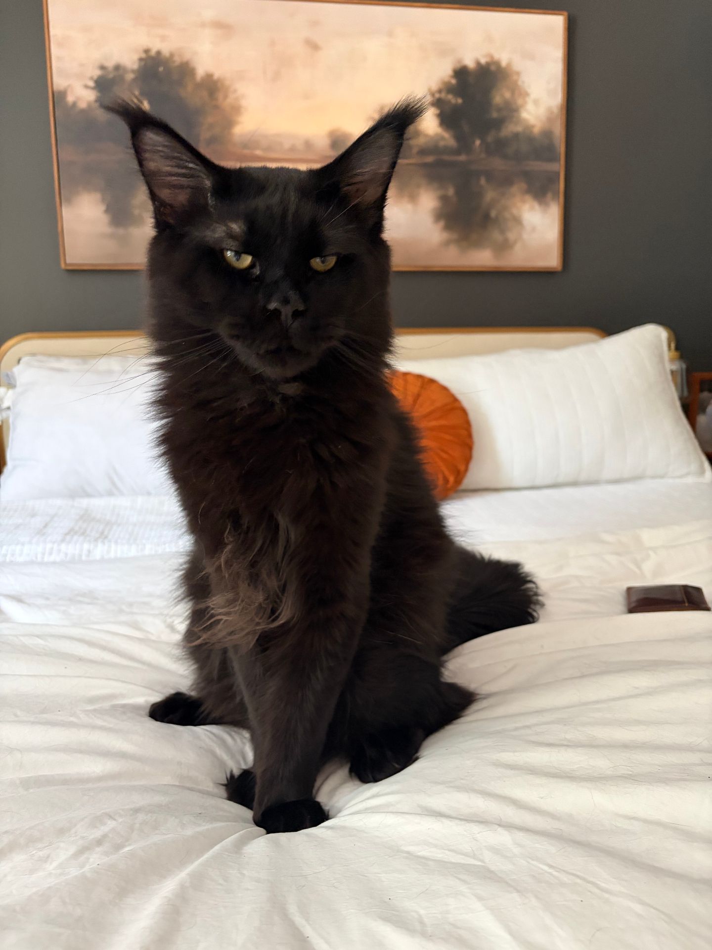 Calhoun and Ravenel, European Maine Coons at home before a kitten travels to its family