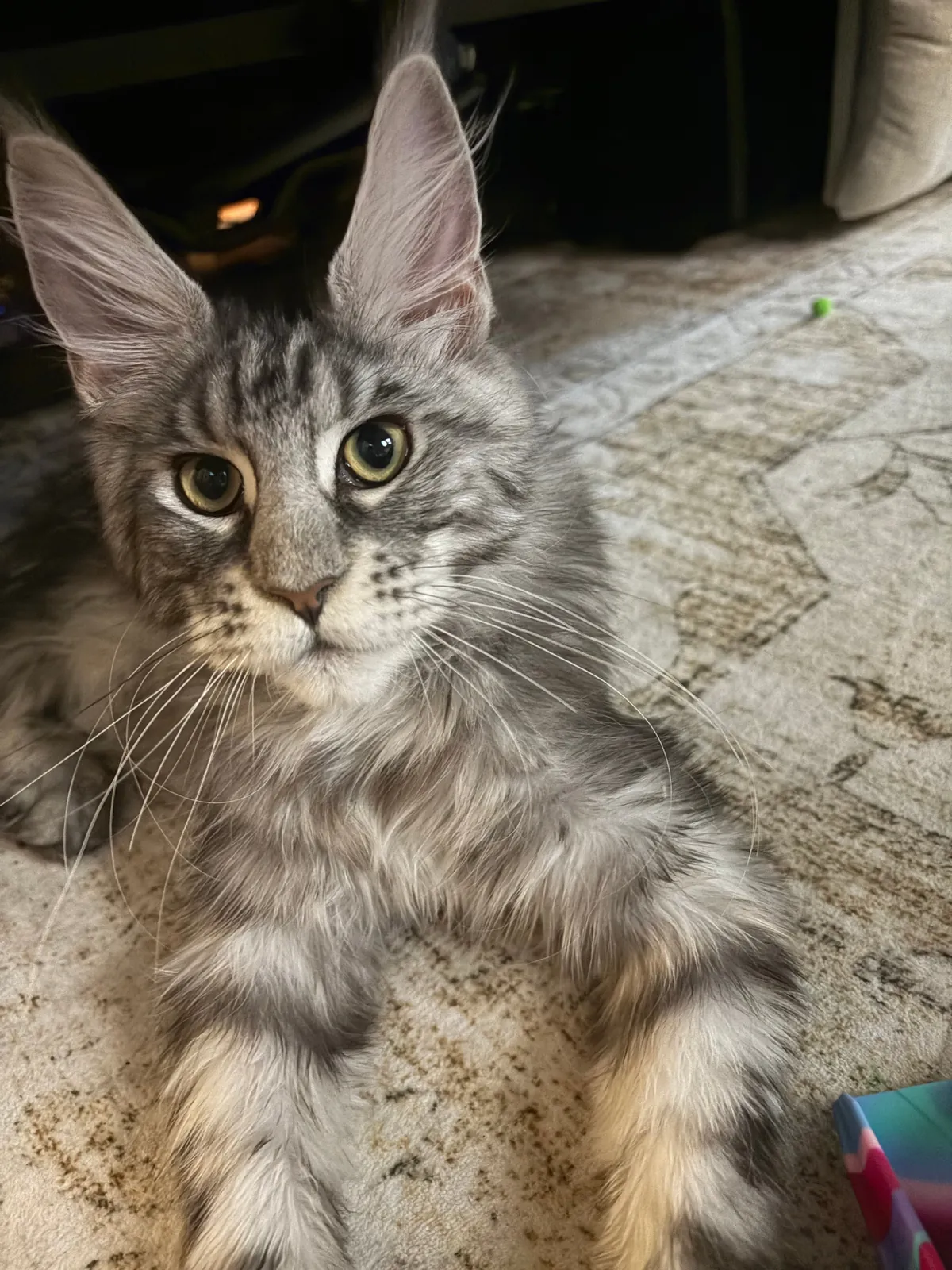 Hunley, black silver tabby European Maine Coon queen, with crisp black markings over a silver ground