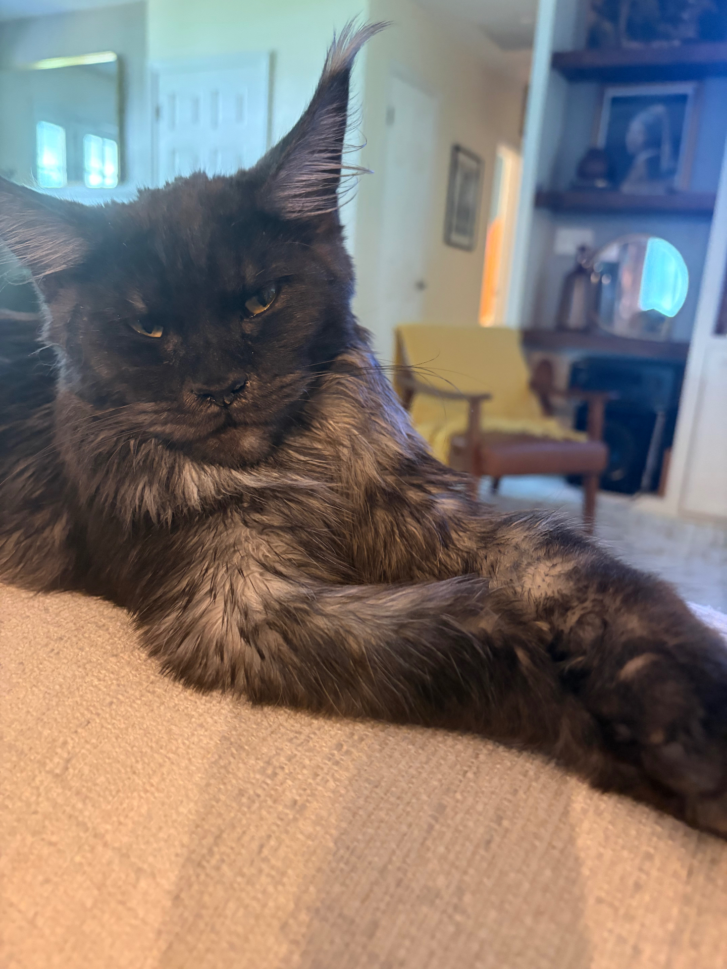 Sully, Black Smoke European Maine Coon — portrait 1