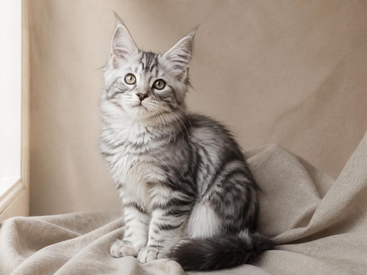 Blue Silver Maine Coons — A Color Guide