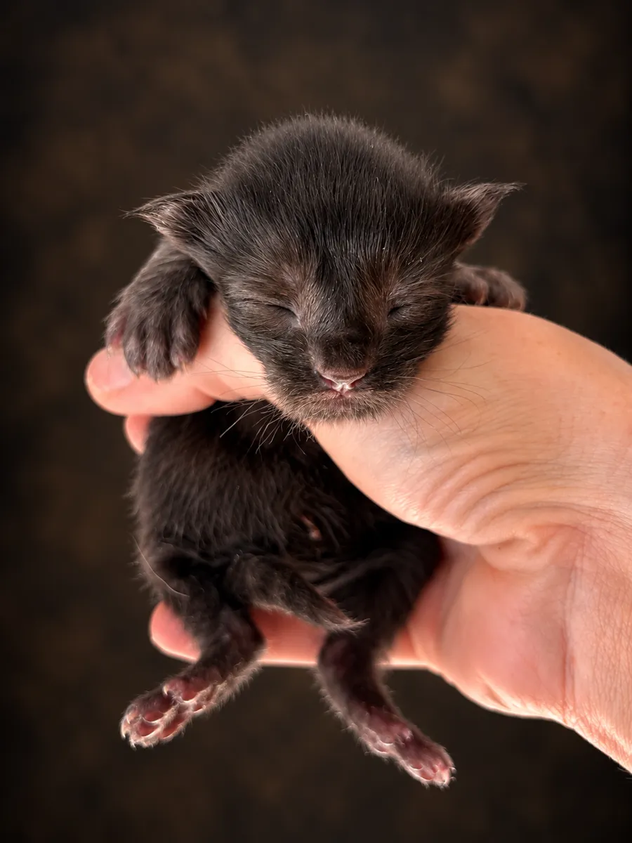 Cash — Newborn