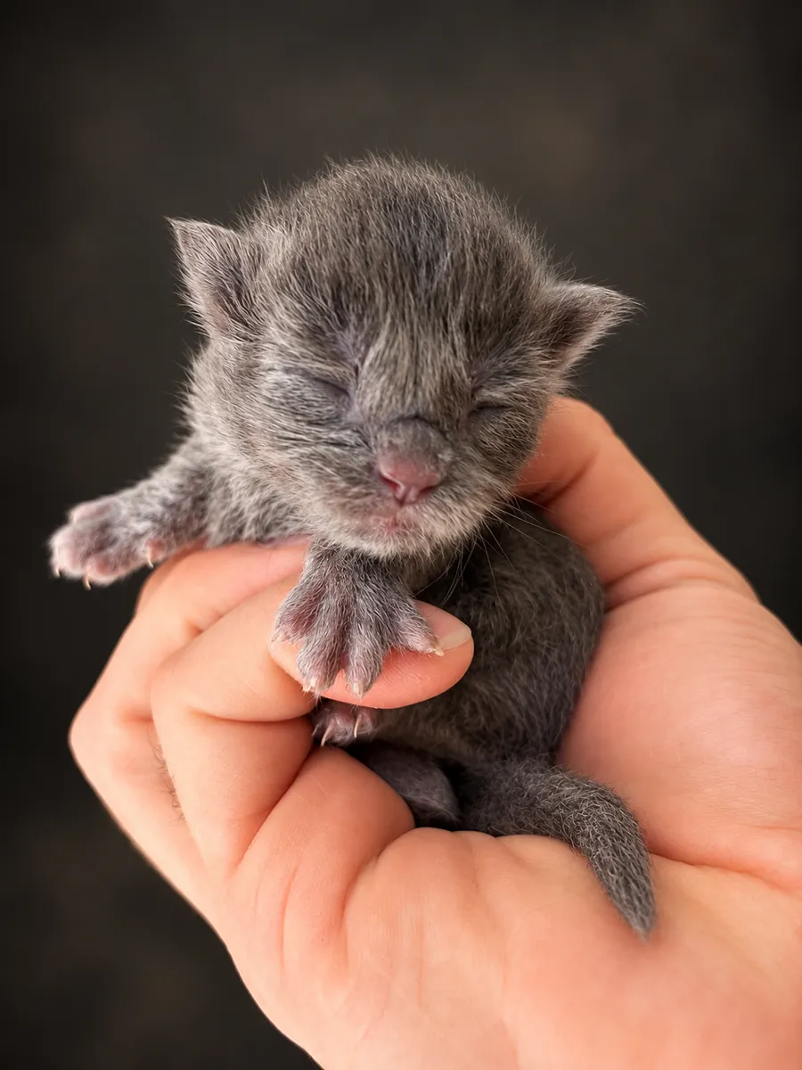 Elvis — Newborn