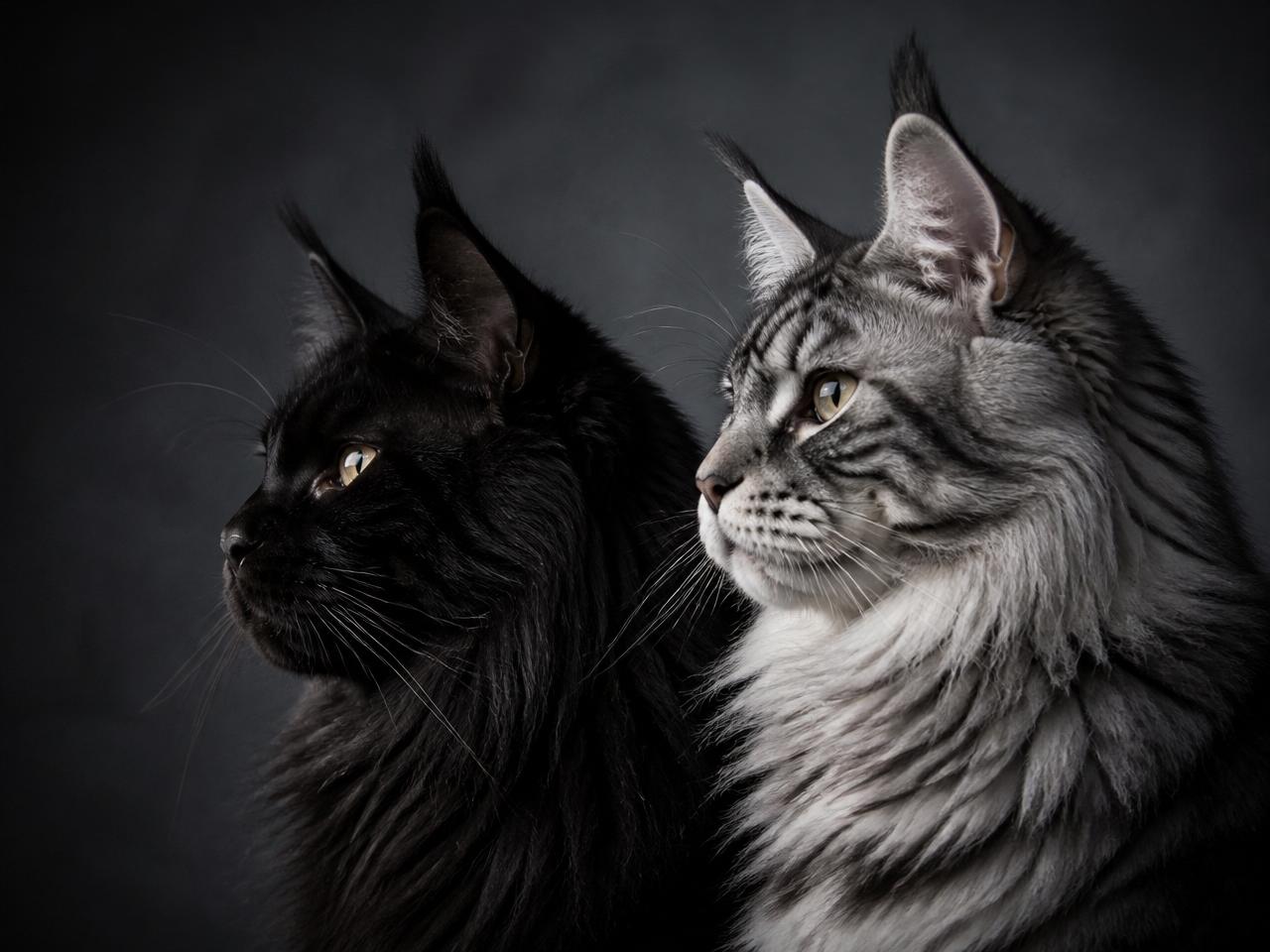 European vs American Maine Coons