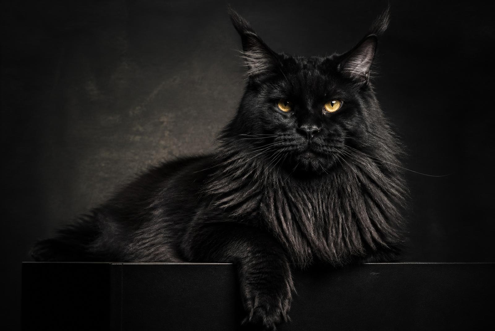 Solid black European Maine Coon — editorial portrait